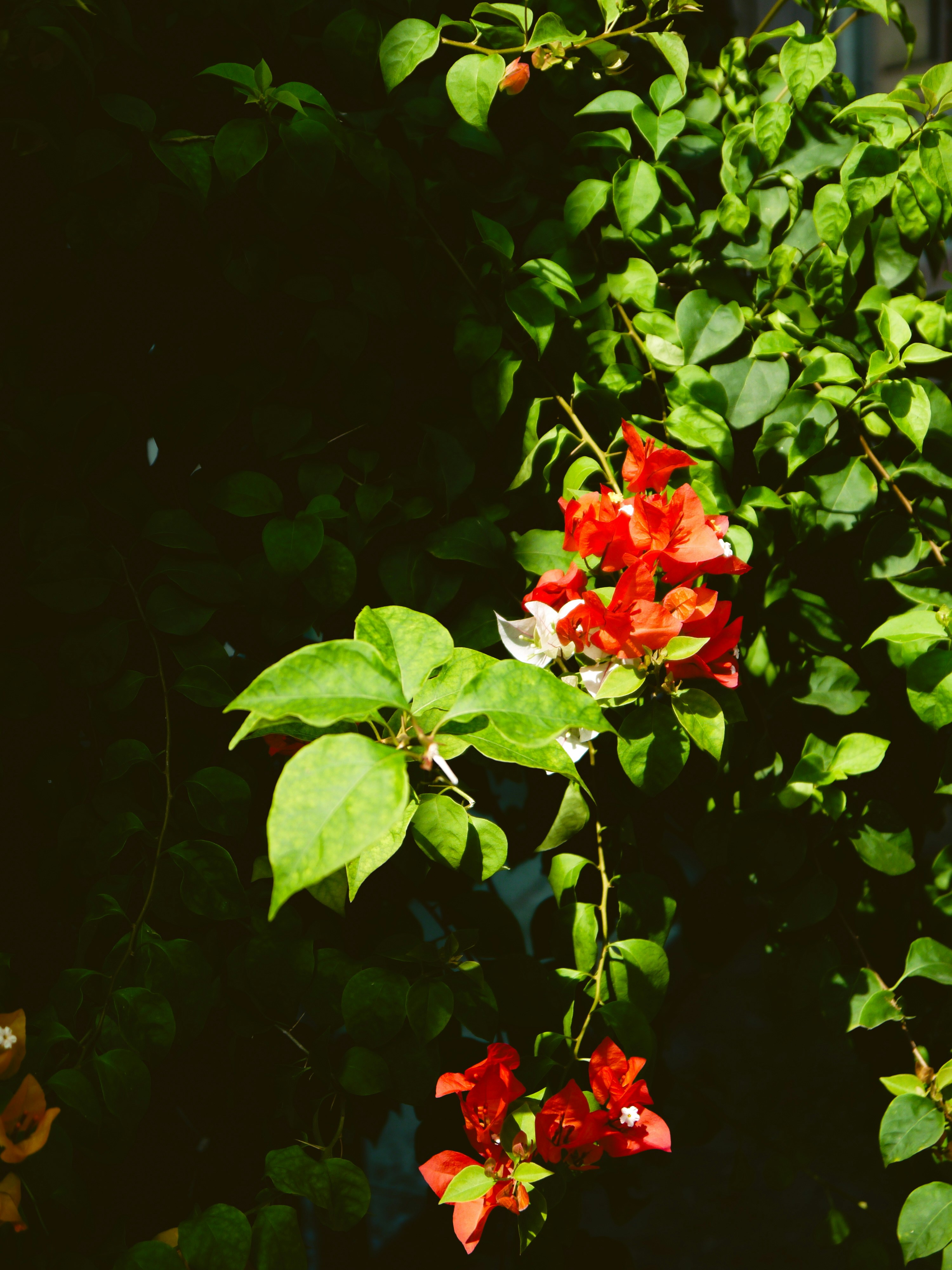 Photo by duongmauxanh