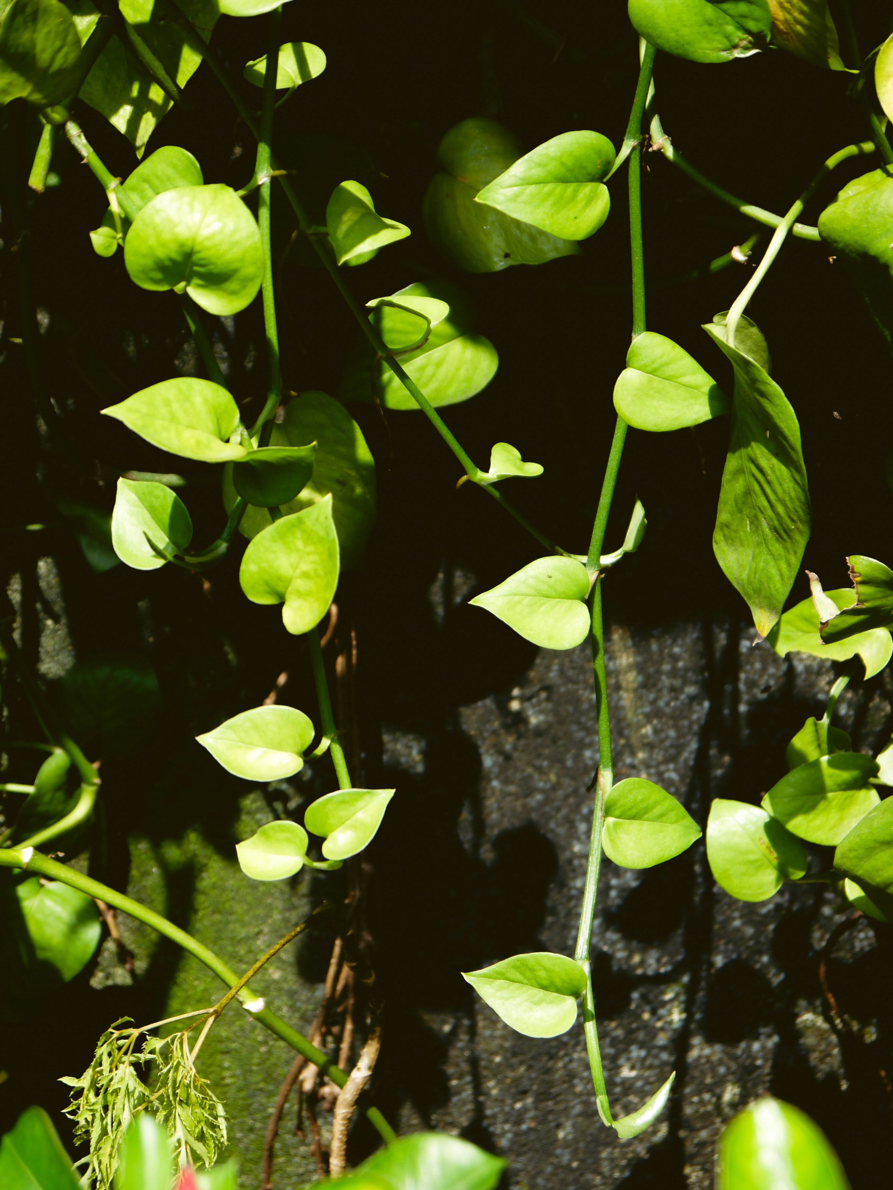 Photo by duongmauxanh