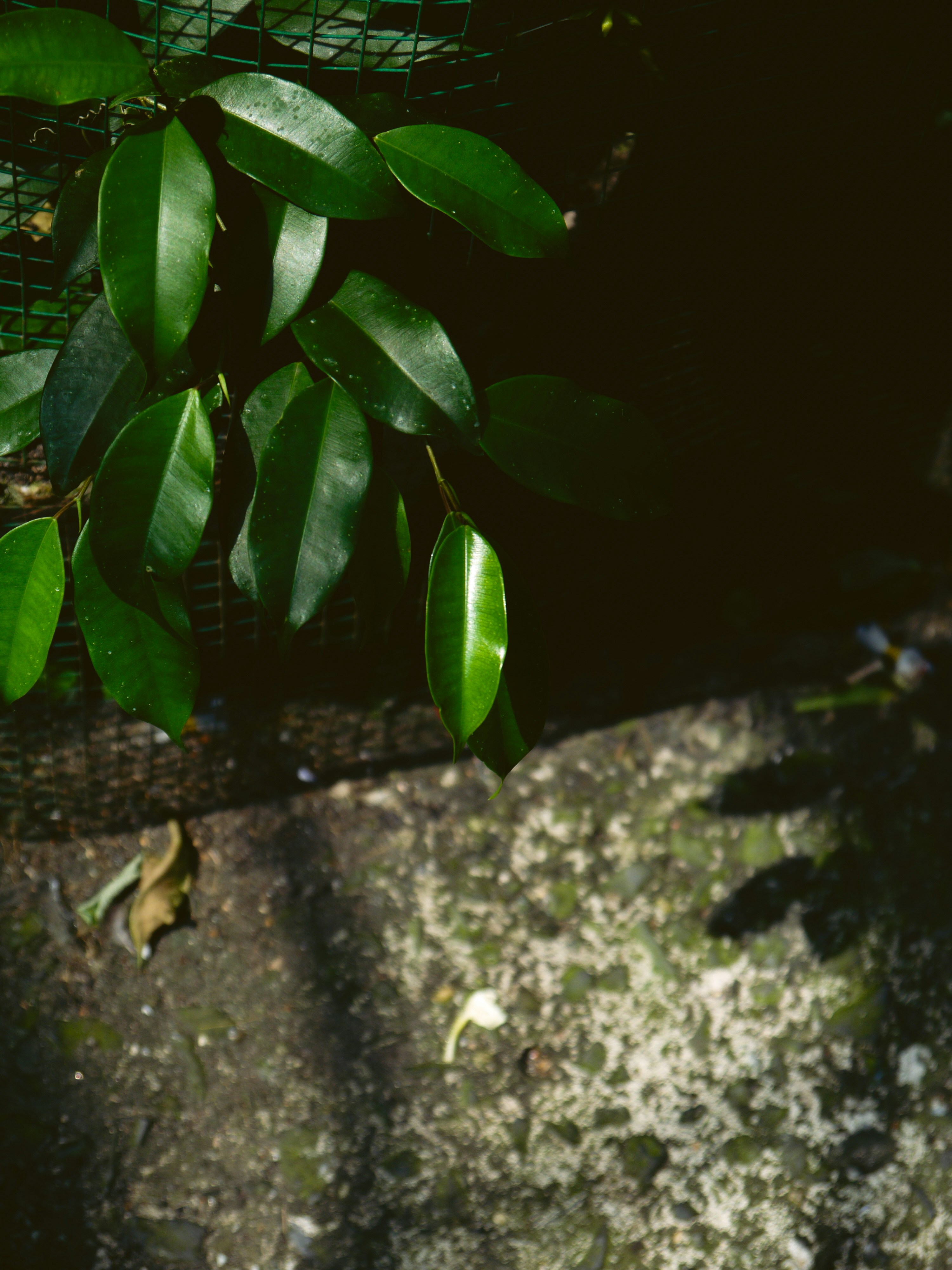 Photo by duongmauxanh