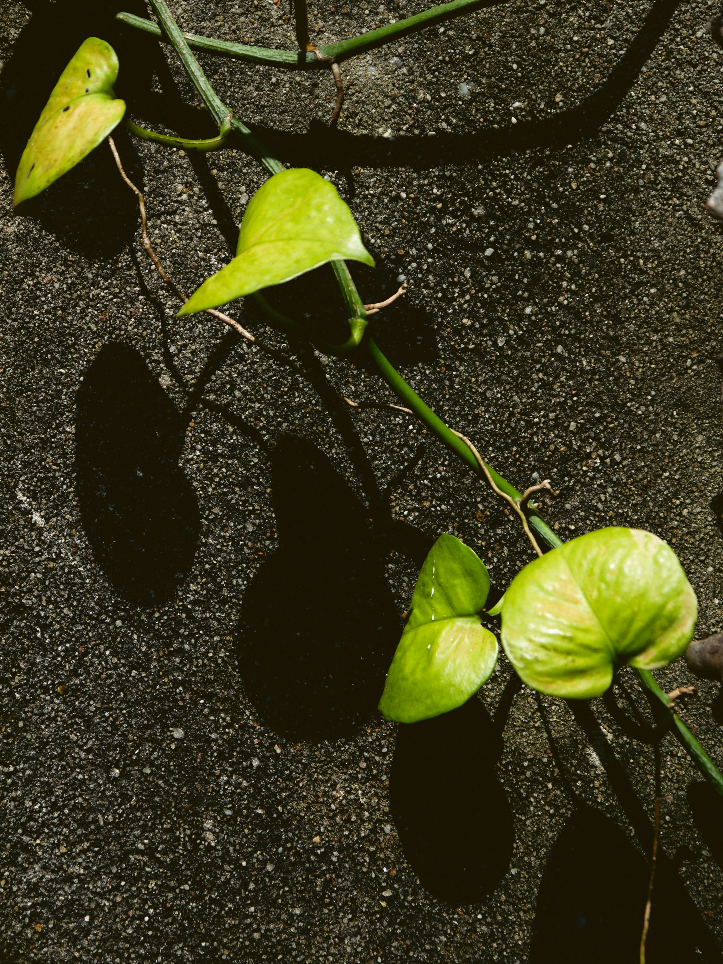 Photo by duongmauxanh