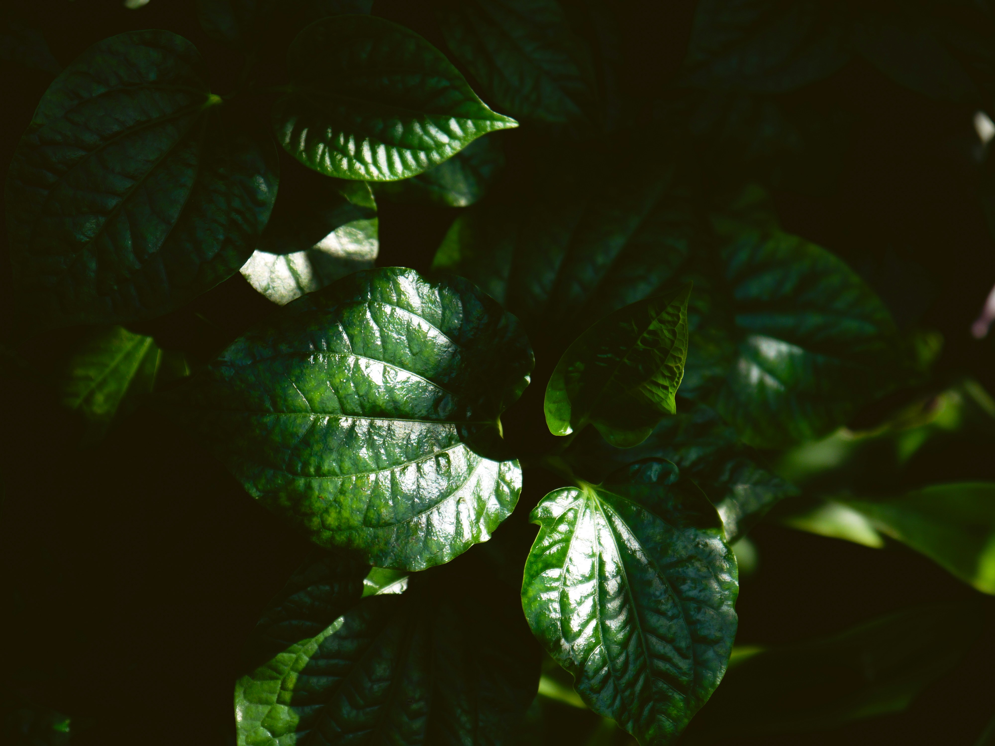 Photo by duongmauxanh