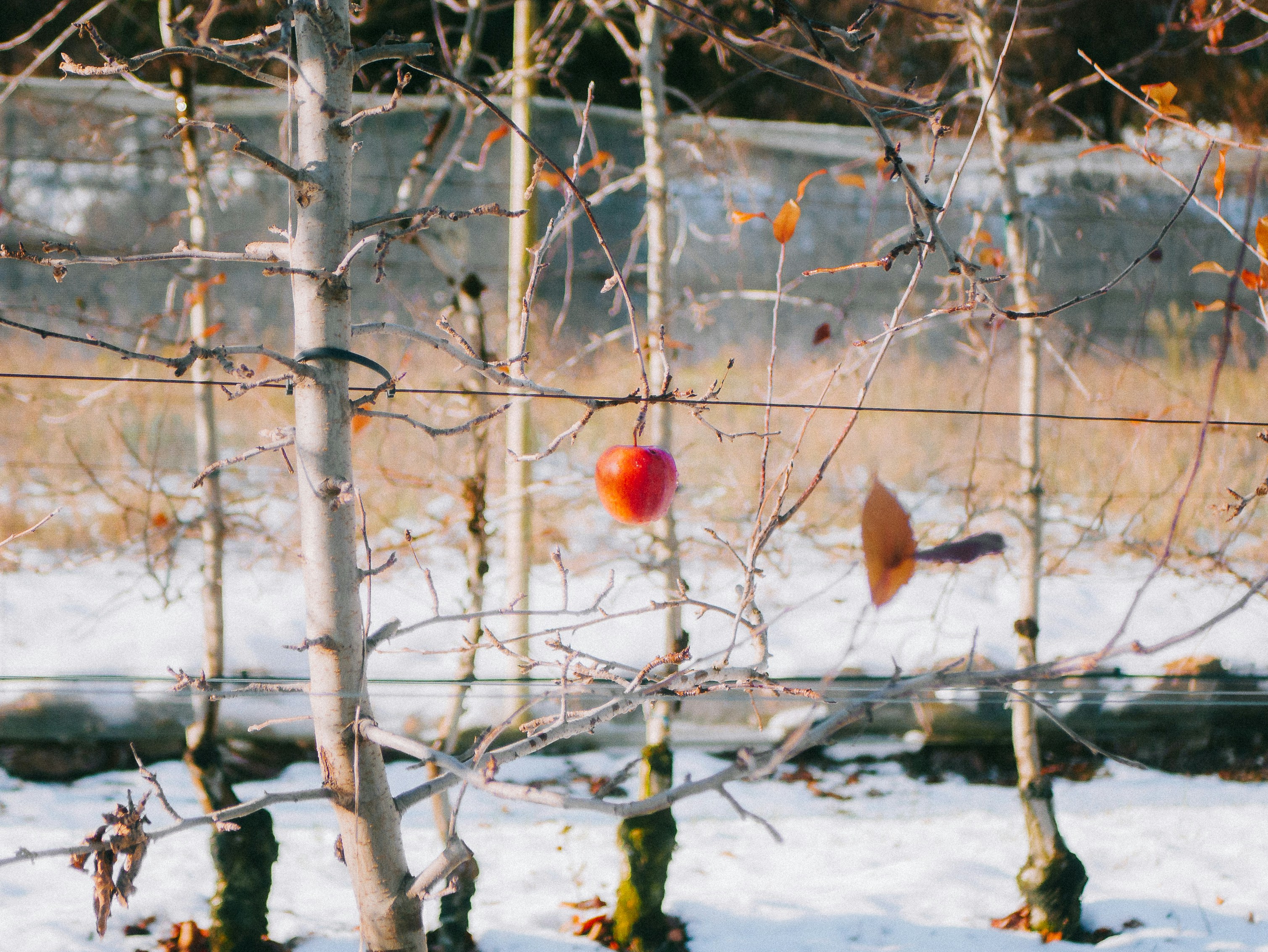 Single red apple hanging on a bare tree branch