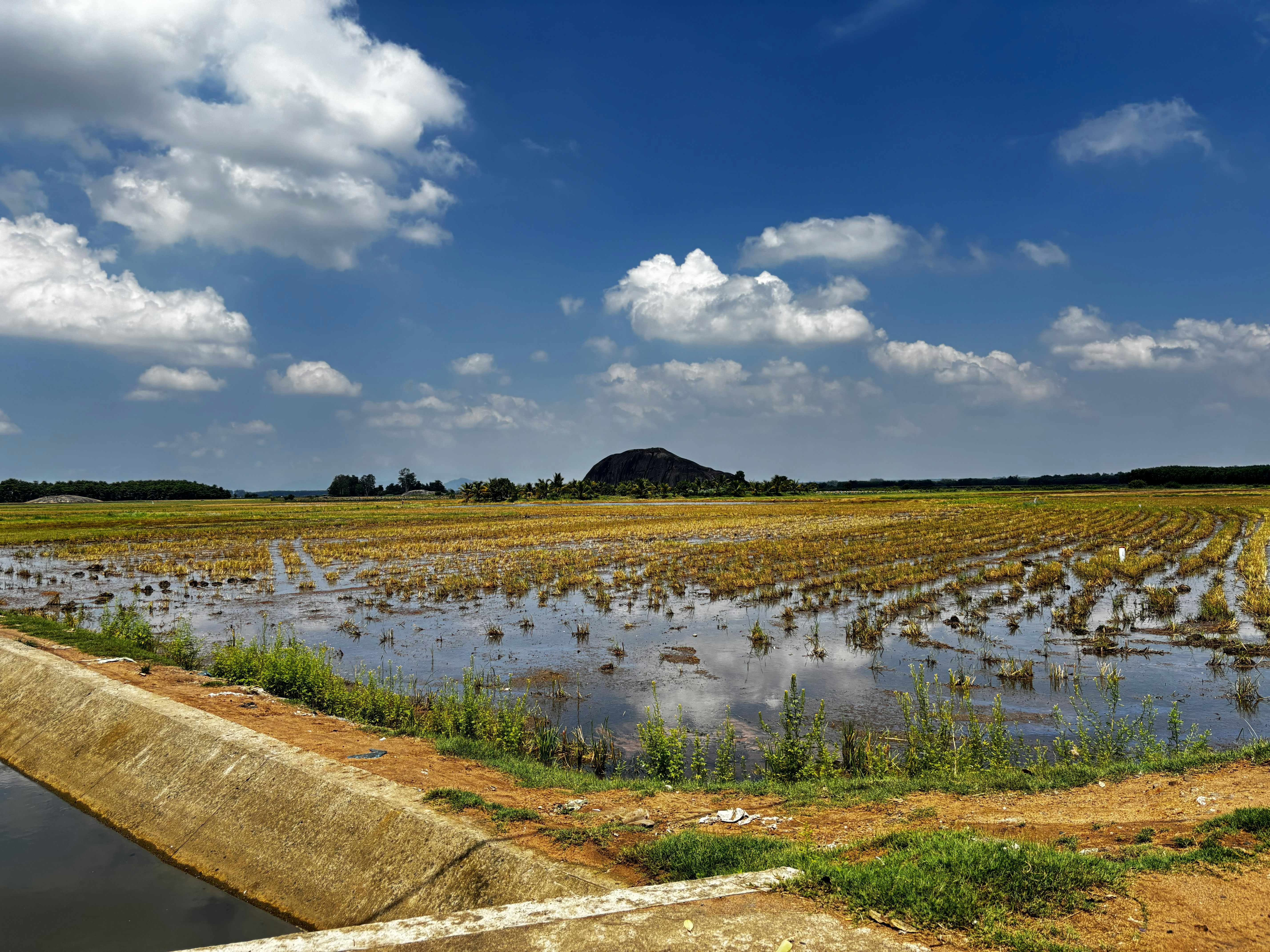 When Infrastructure Grows Birds: Reimagining Water Systems as Multispecies Habitat