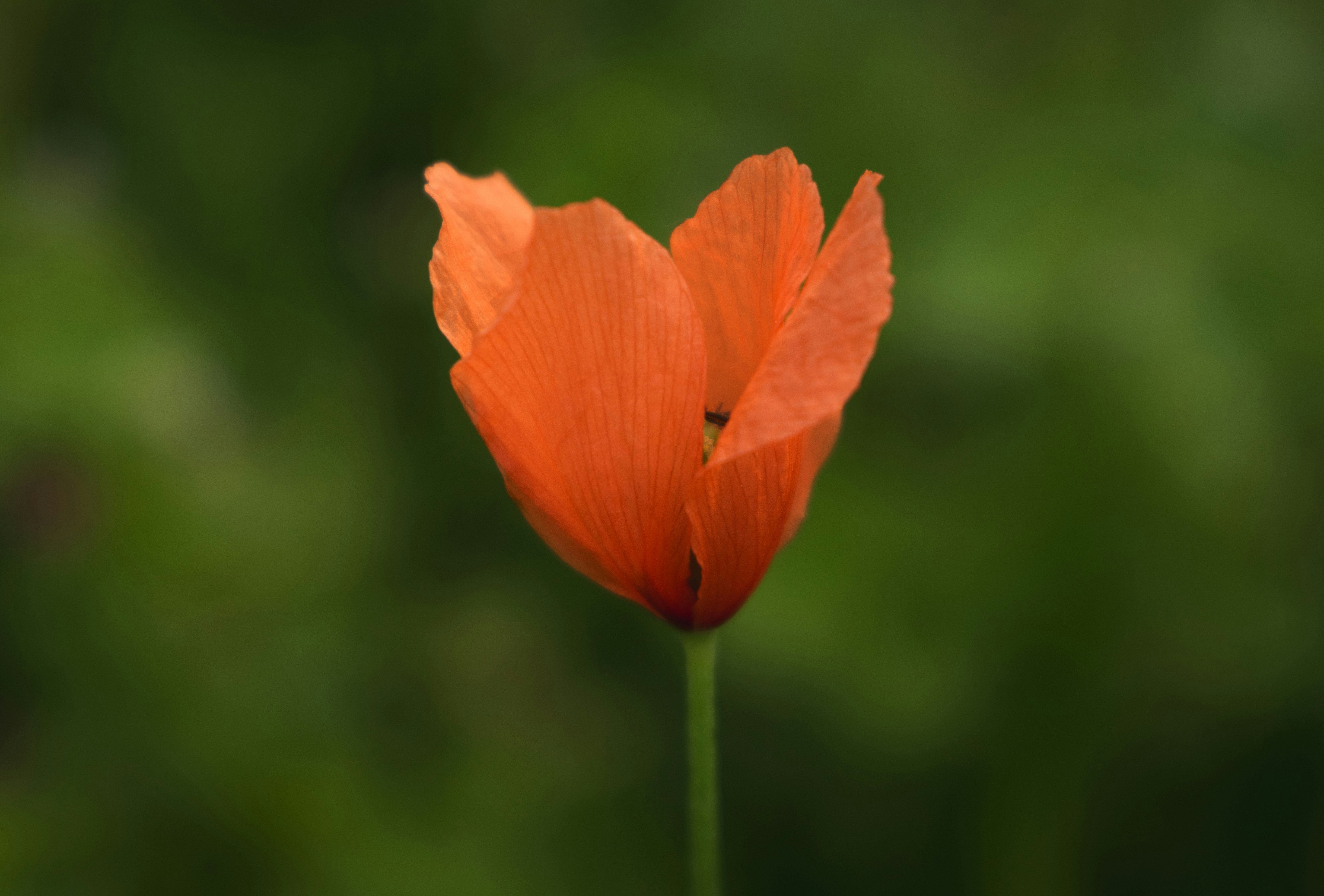 A single orange poppy flower blooms outdoors