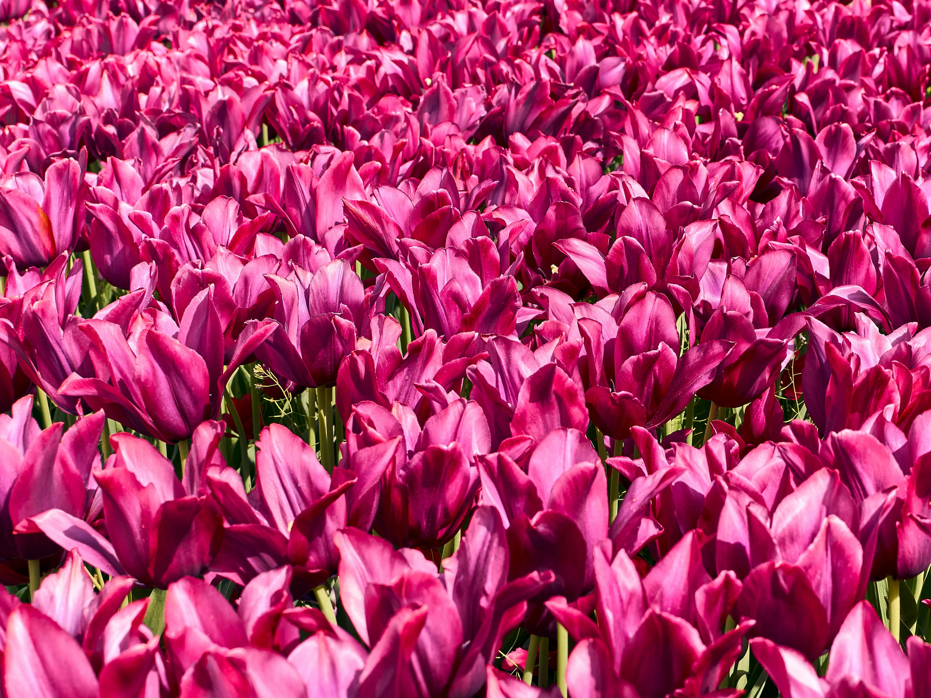 Image credit: JAVIER CERERO cia unsplash
Srinagar Tulip Festival, Places to visit in Srinagar