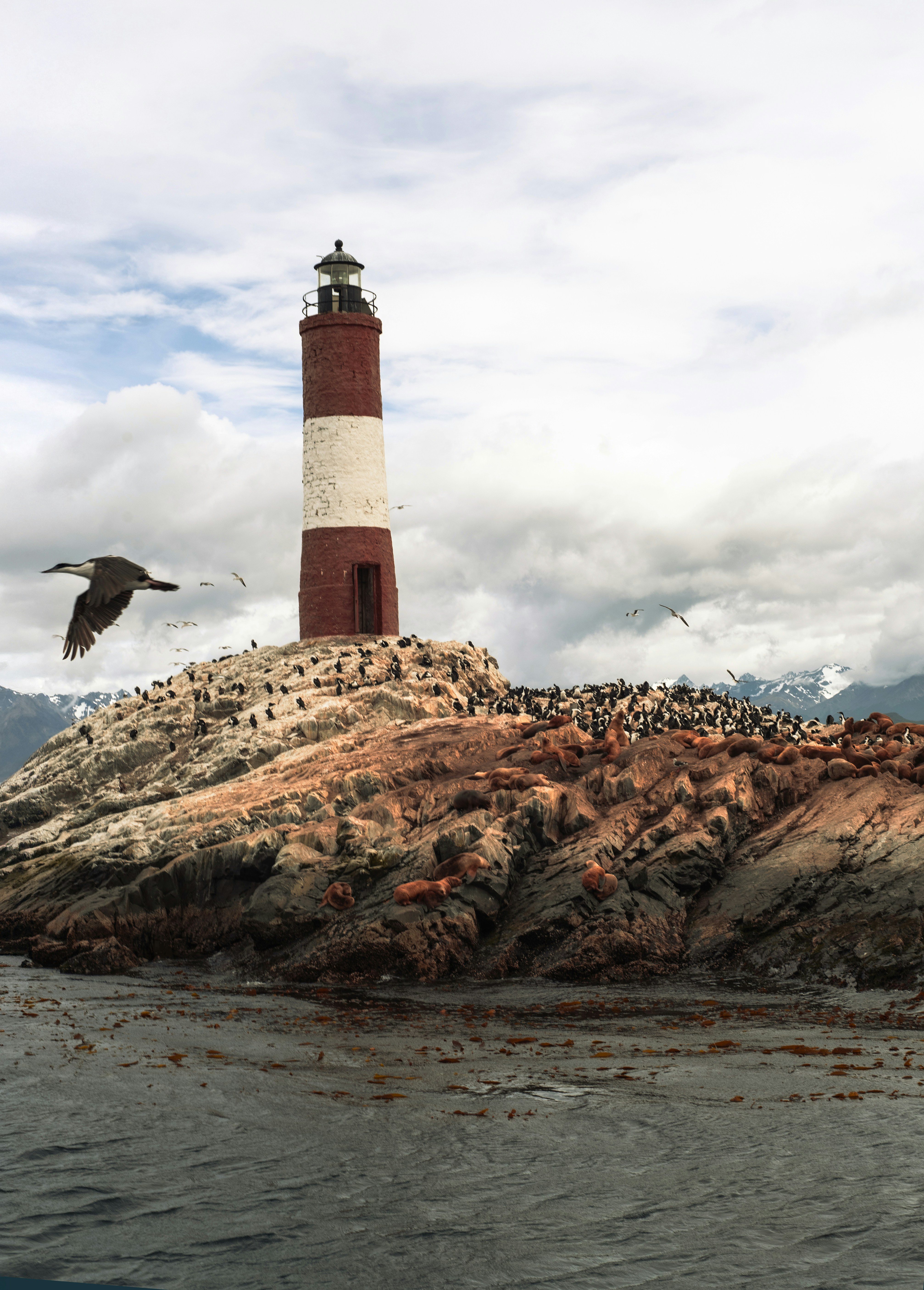 Faro su Rocky Island con foche e uccello volante