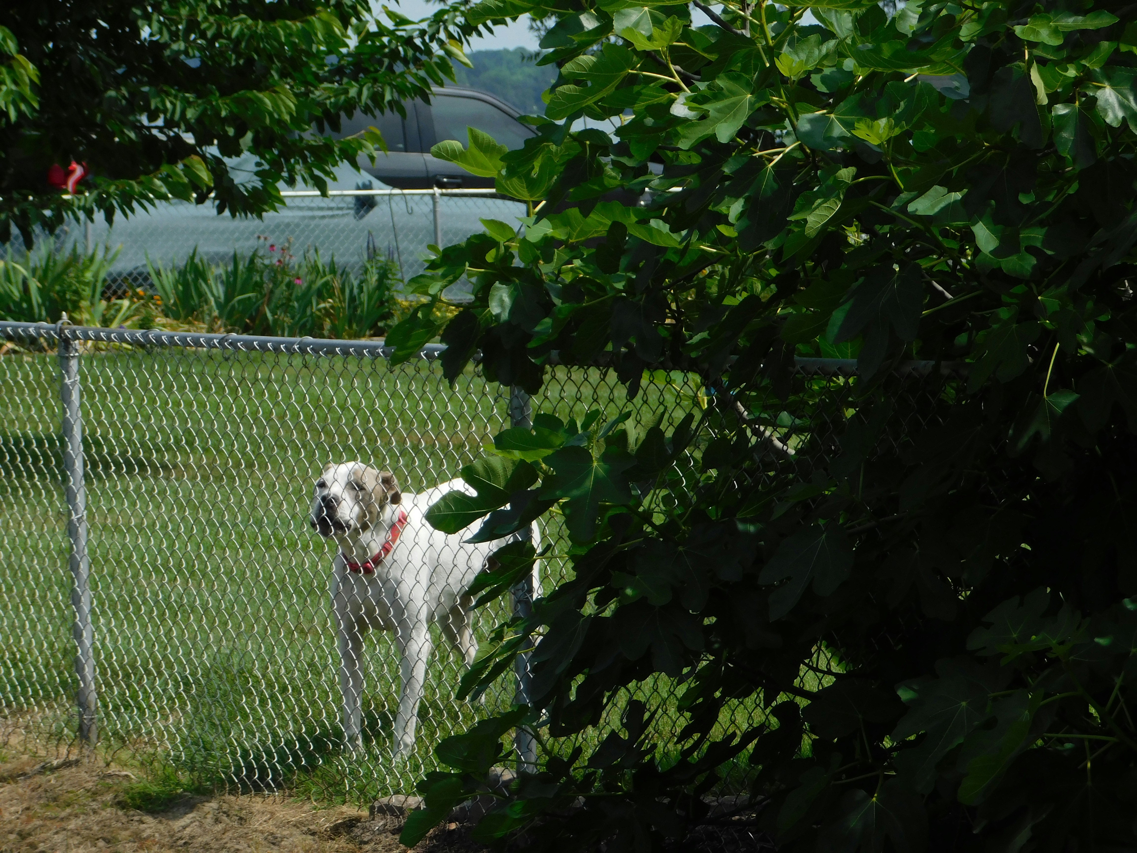 Help Your Dog Stay Active with Smart Tracking