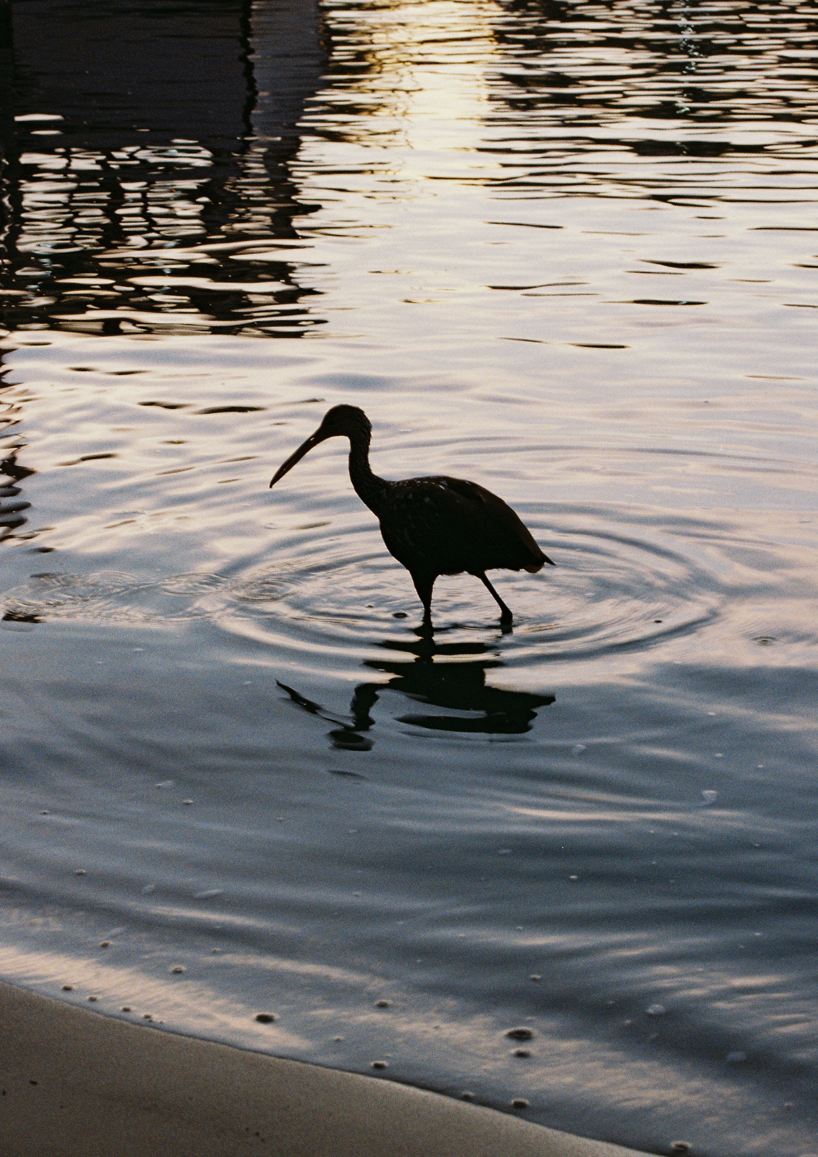 Photo by imgavinwilson