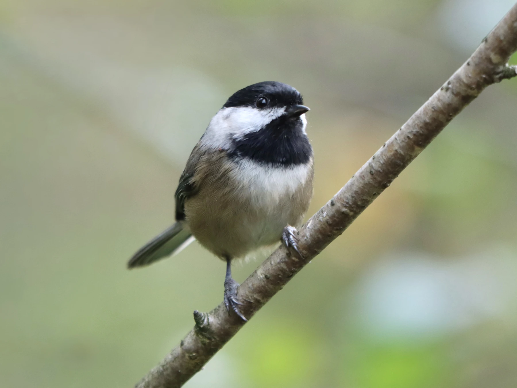 A black-capped chickadee perched on a bare diagonal branch against a soft green background