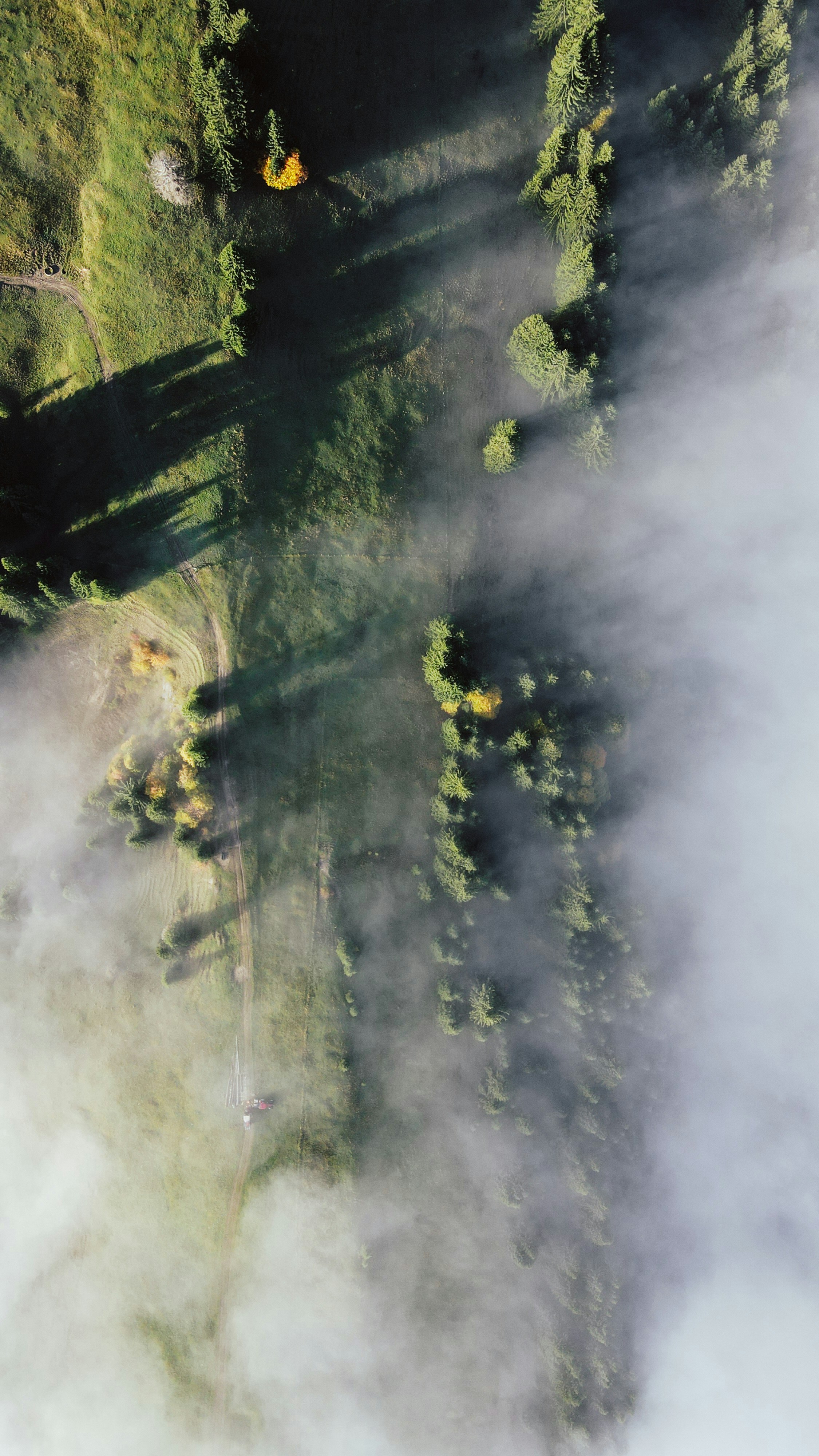 Chioma nebbiosa della foresta con ombre e luce solare
