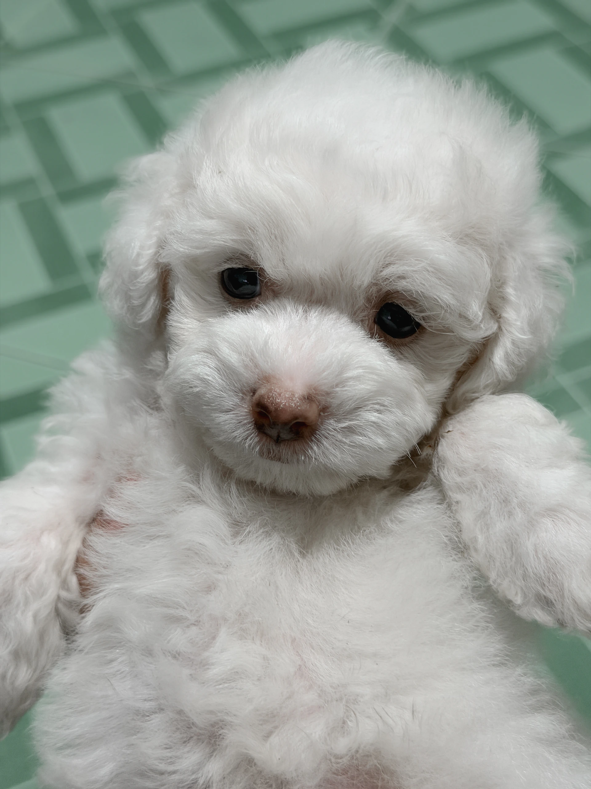 A fluffy white poodle puppy looking at the camera