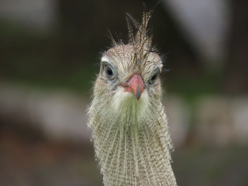 Superb Lyrebird (Menura novaehollandiae)