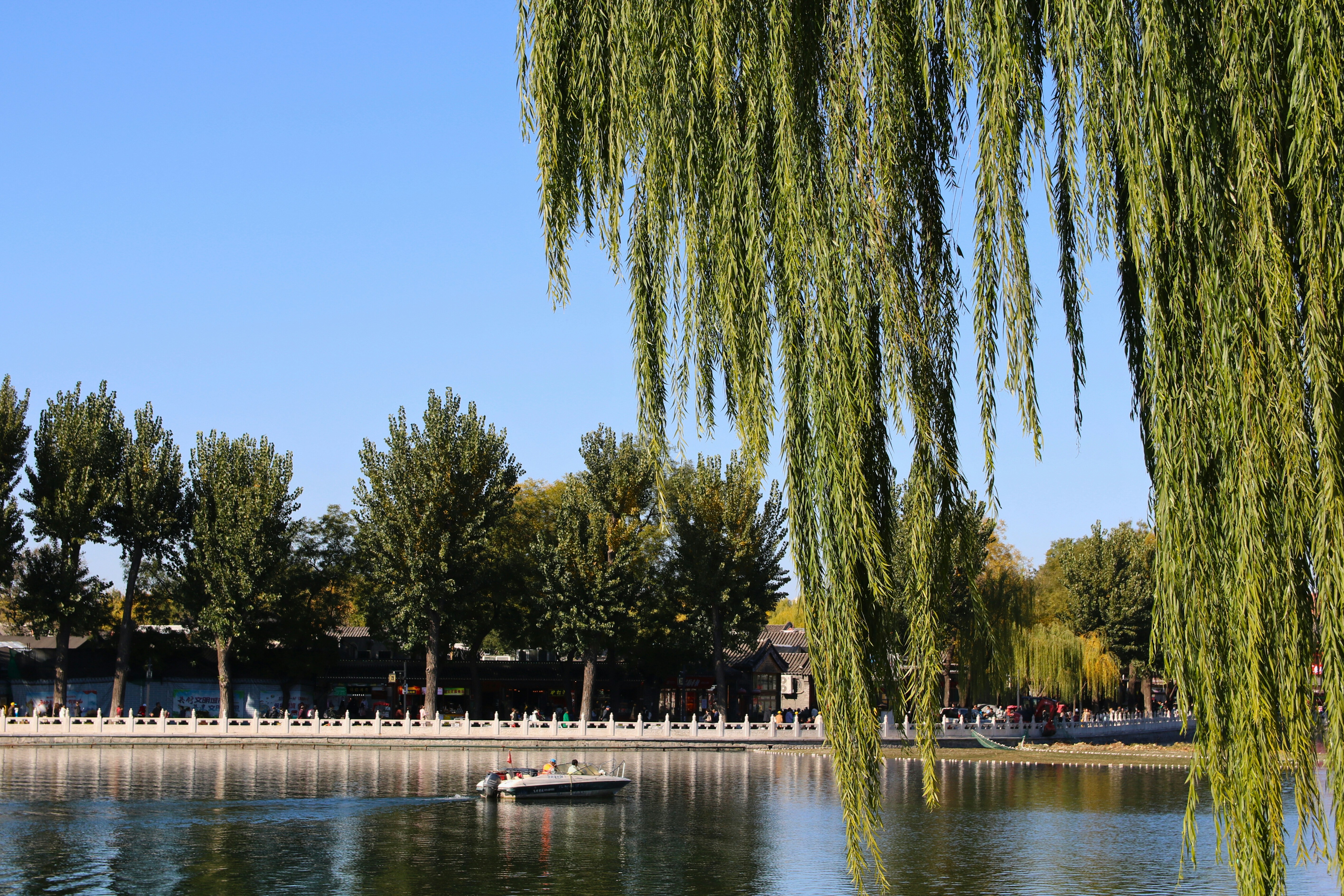 Willow branches hang over a calm lake with trees. - Beijing