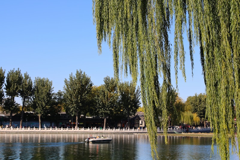 Willow Waves and Orioles