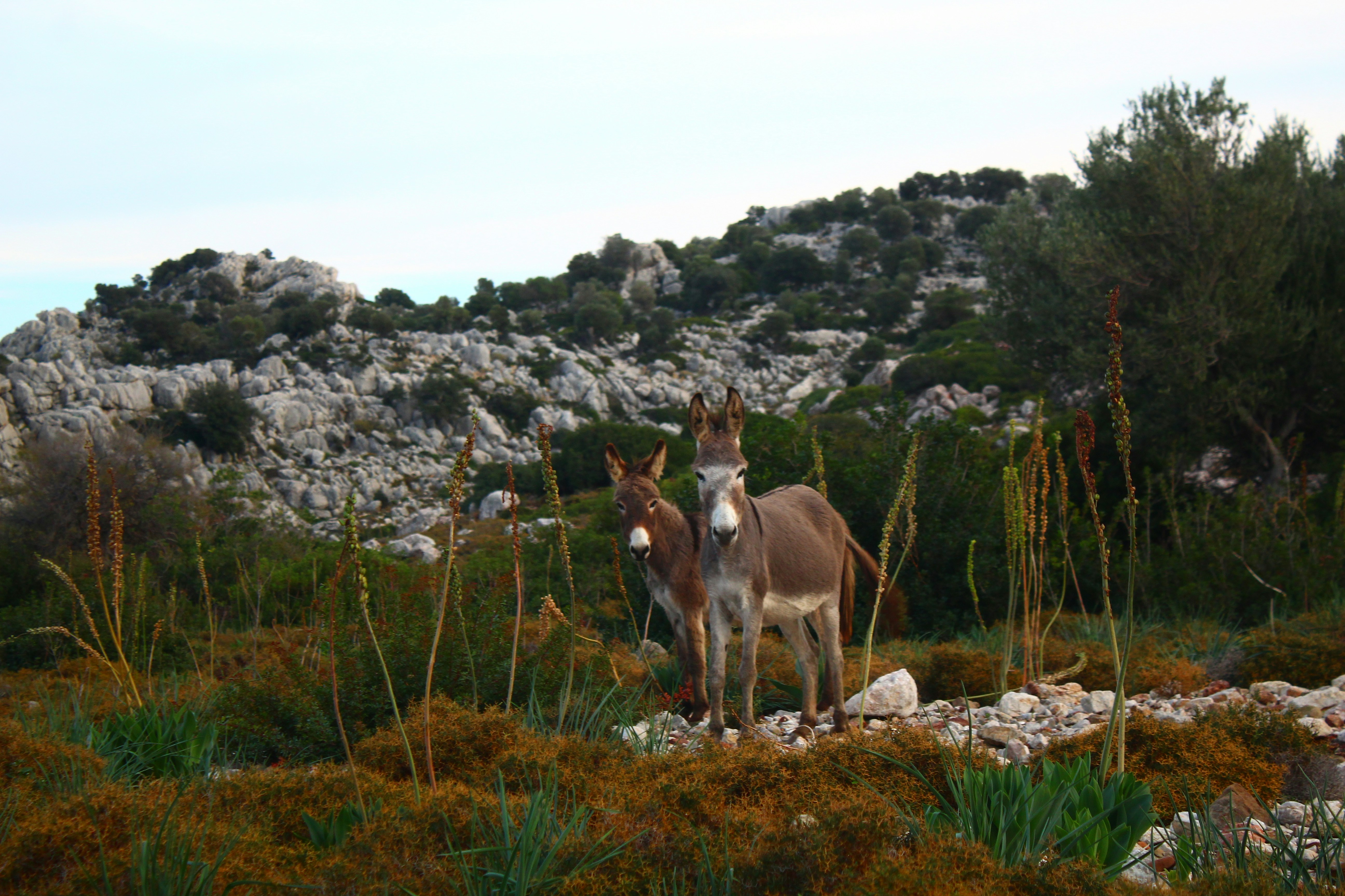 Two donkeys stand in a rocky, overgrown landscape.