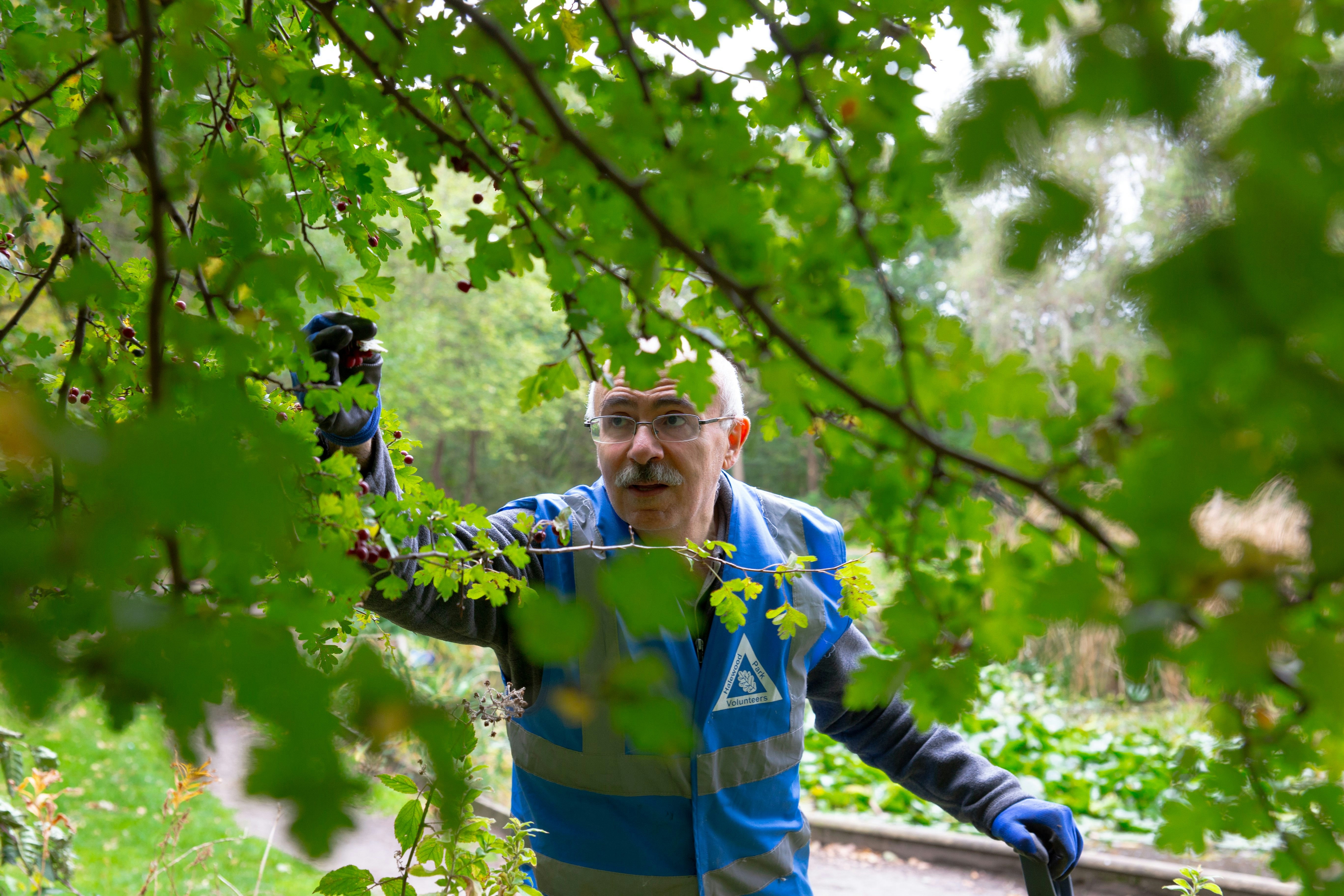 Man in reflective vest examining plants with camera