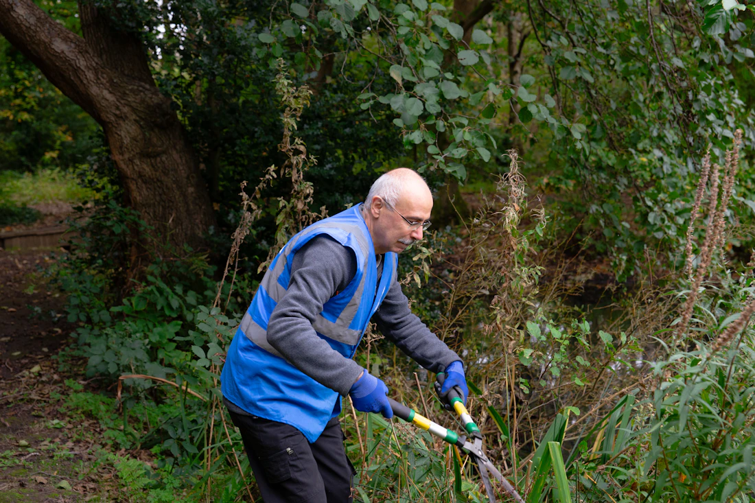 Gardener trimming a green bush with hand pruning shears