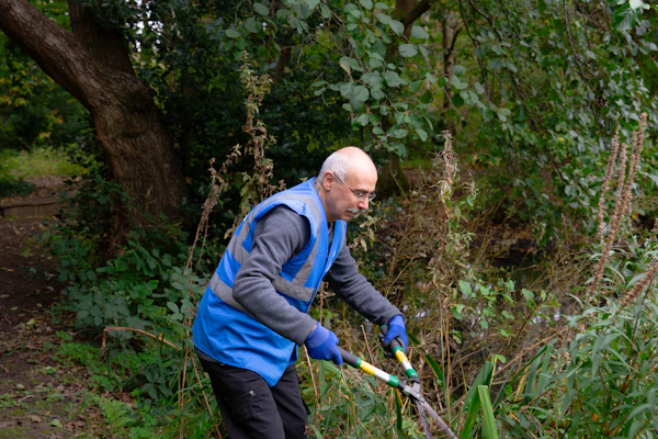 Crew member pruning overgrown shrubs with loppers