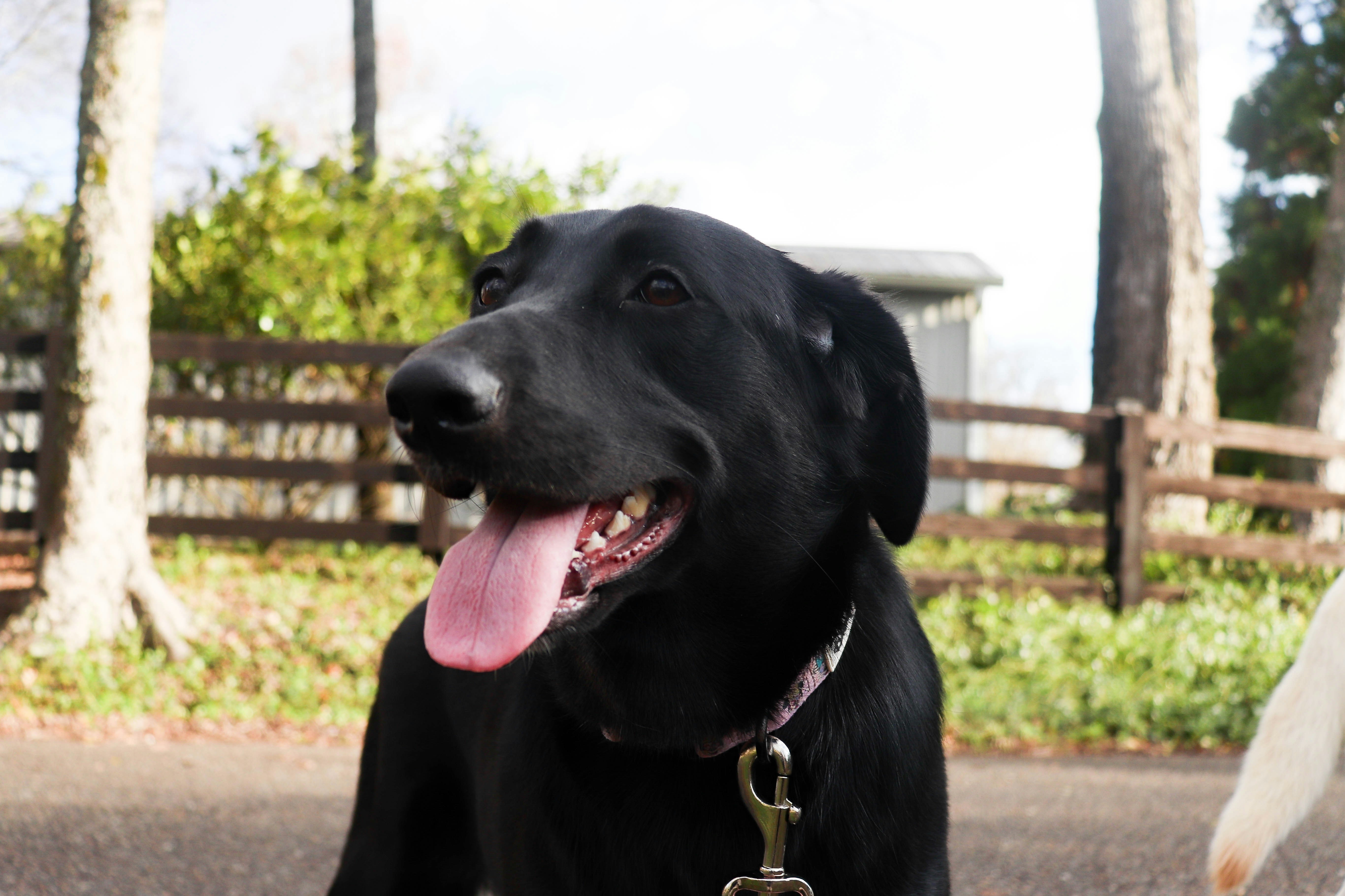 Un perro negro feliz con la lengua fuera