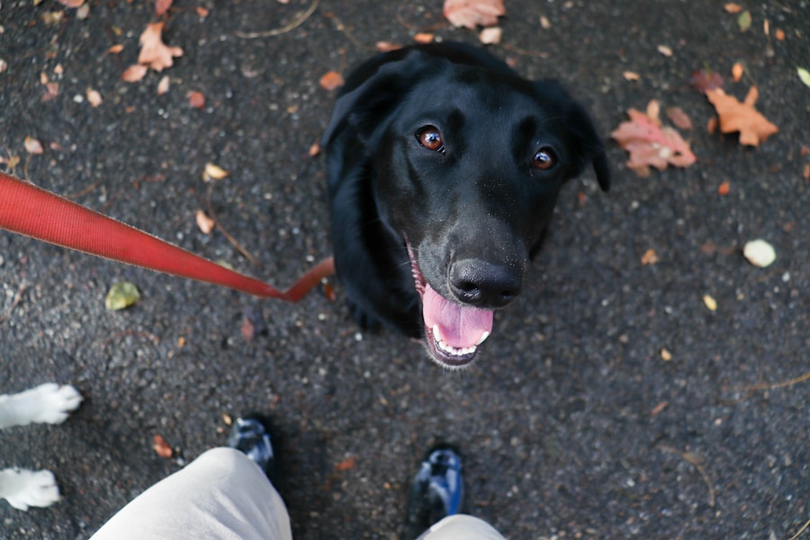 Dog walking nicely on leash beside owner