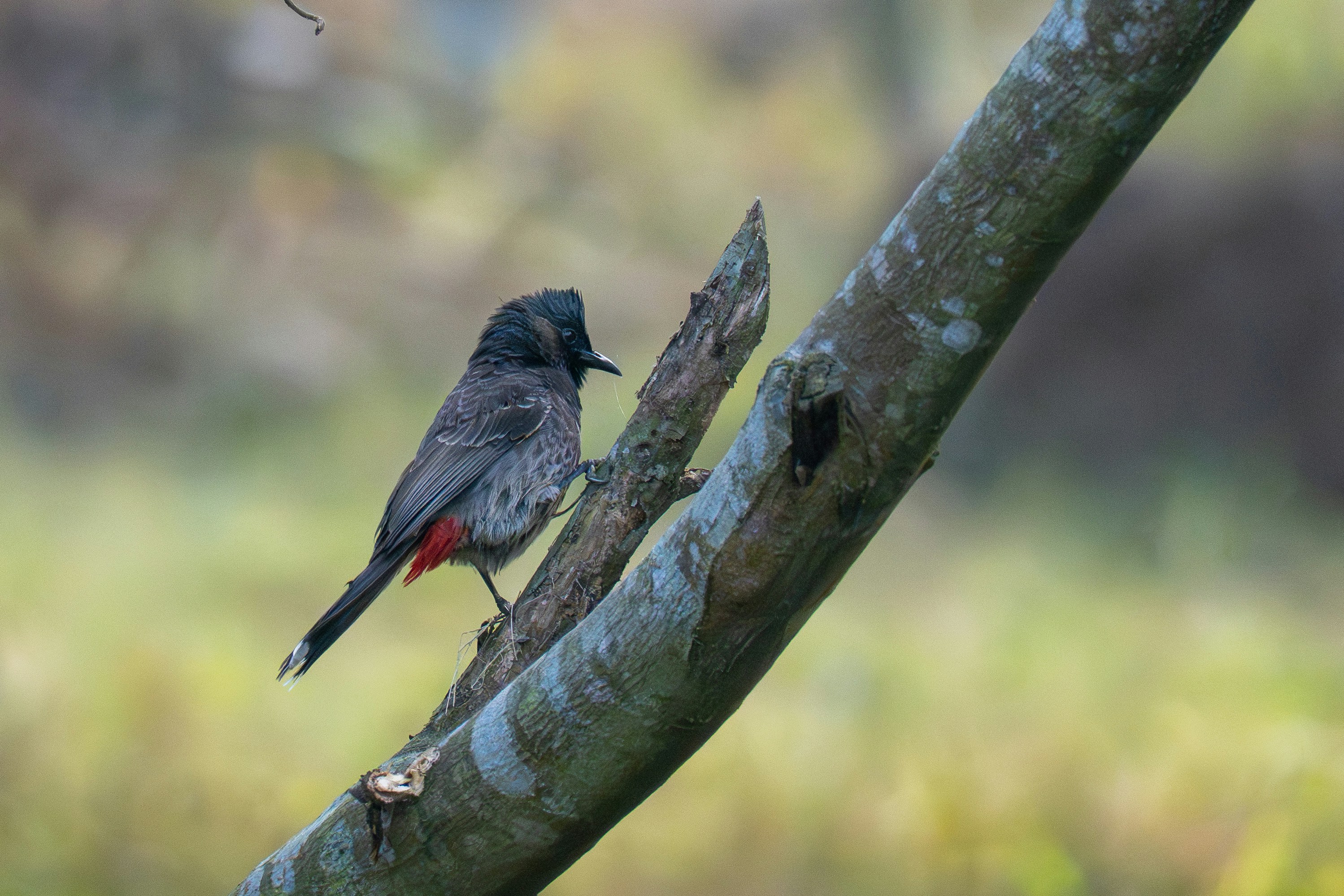 Photo by mamunsrizon