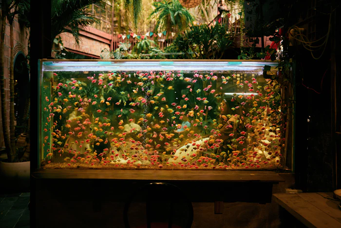 Banco de peces tropicales