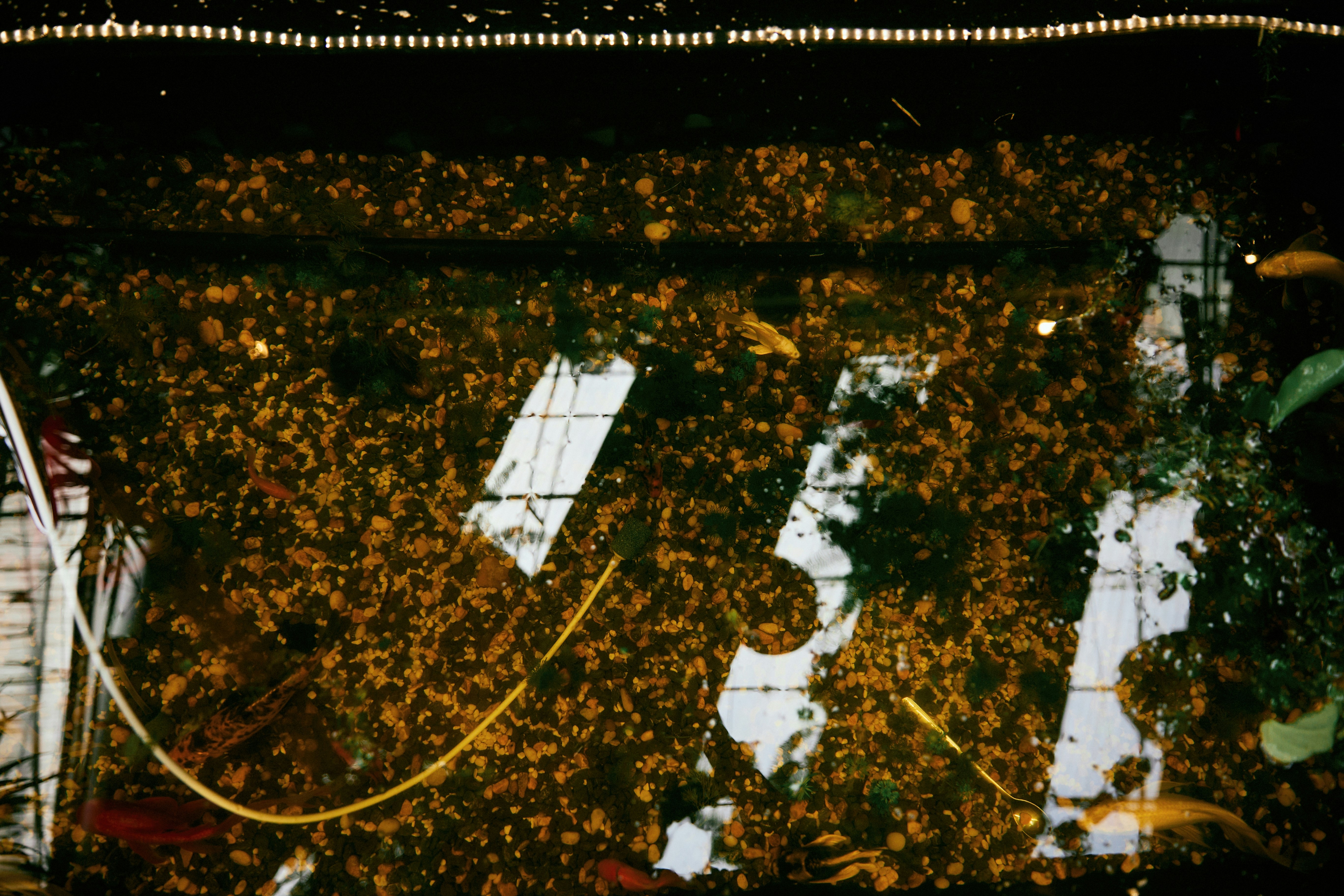 Fish swimming in a gravel-filled aquarium.