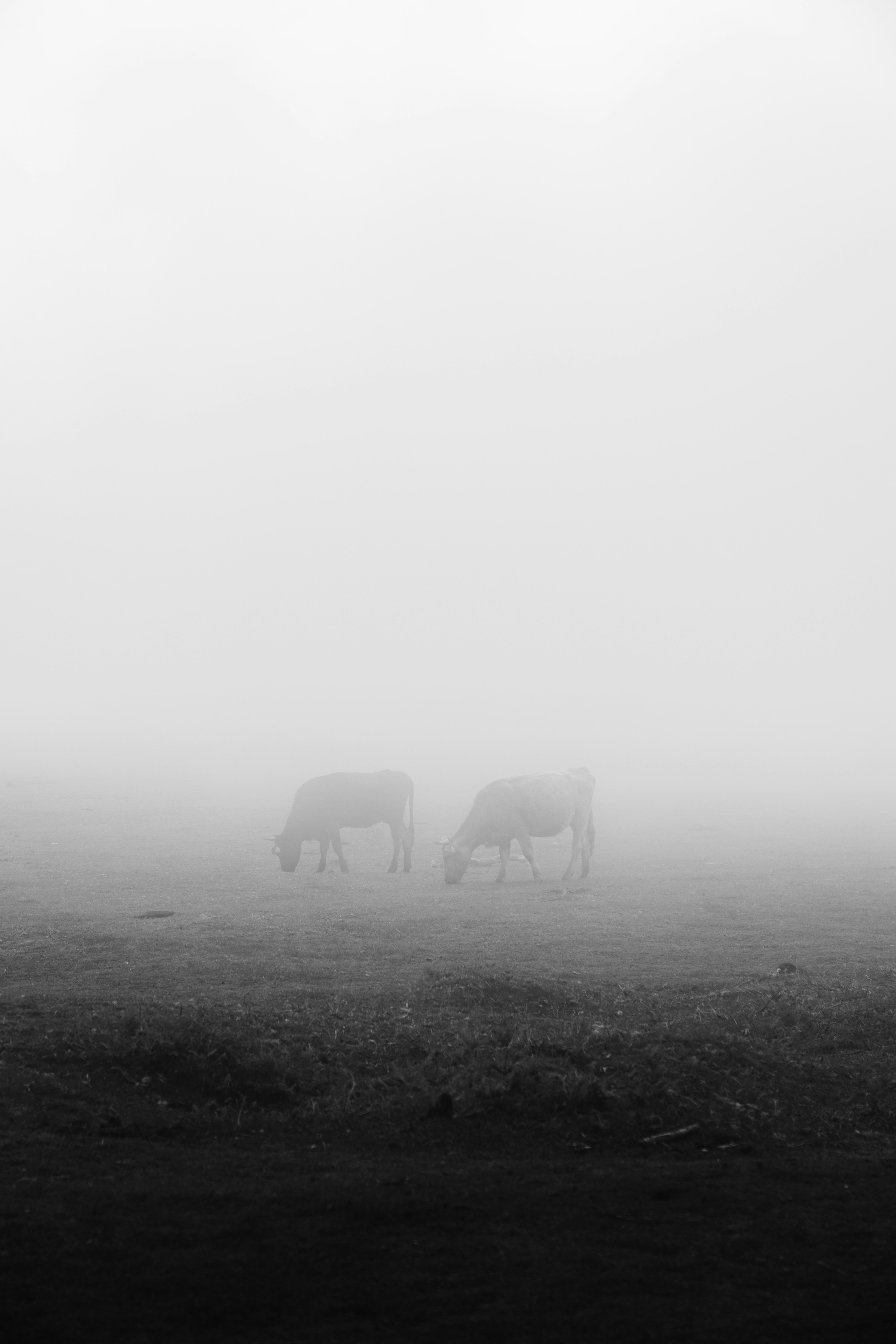 Photo by marcozzolo90