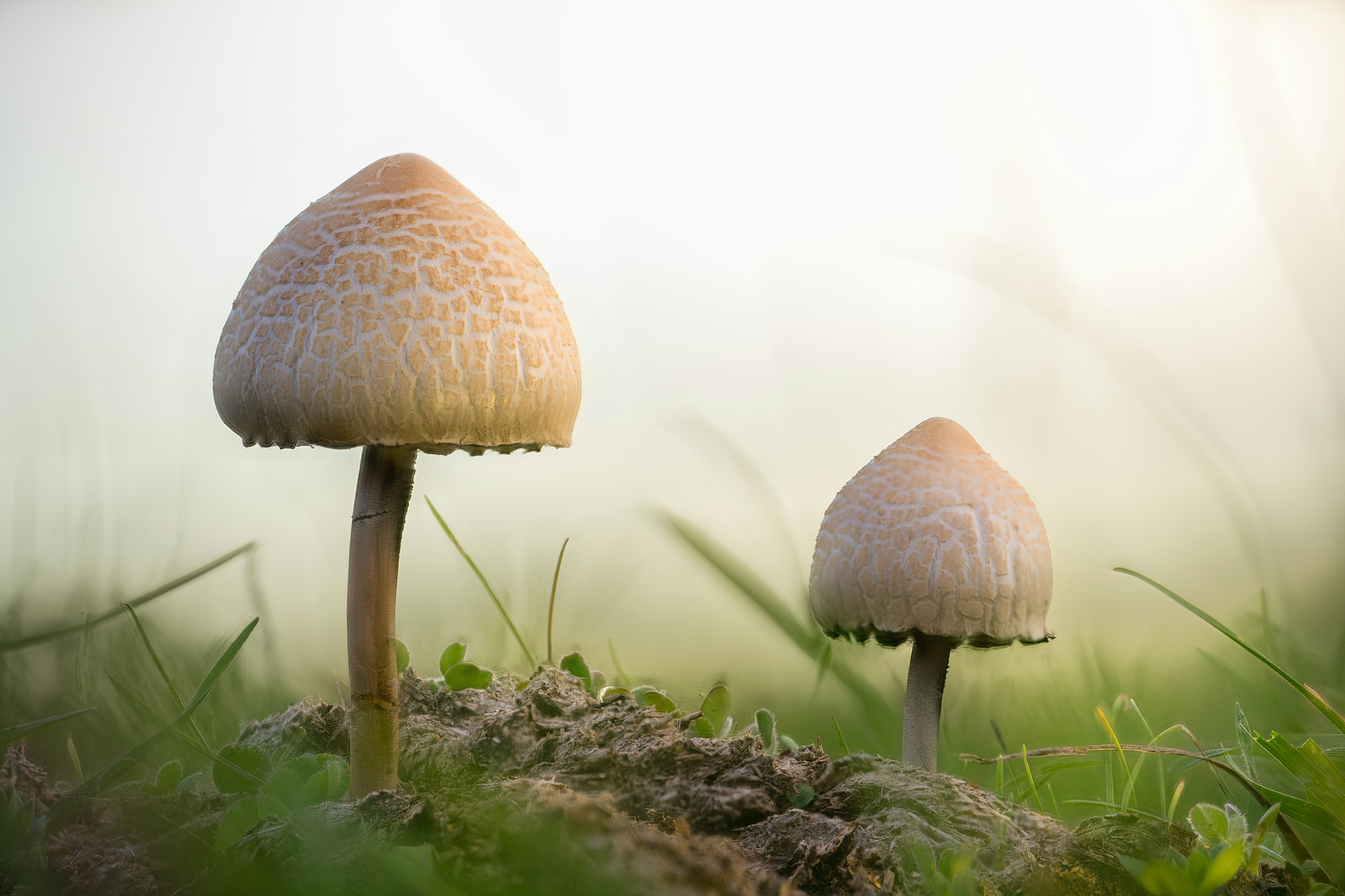 Photo by marcozzolo90