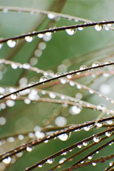 Dew drops on thin blades of grass