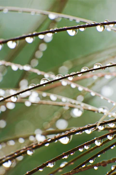 Dew drops on thin blades of grass