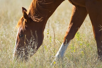 A brown horse grazing in a dry field.