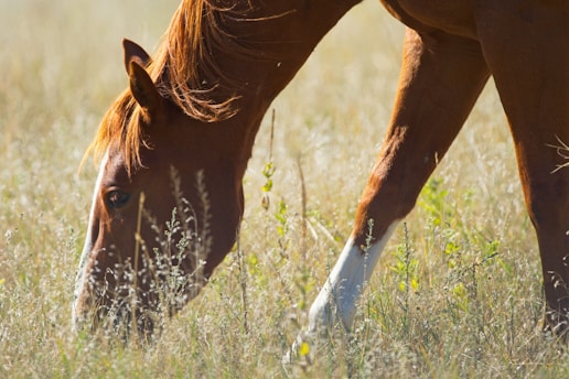 A brown horse grazing in a dry field.