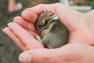 A tiny baby rabbit sleeps in cupped hands.