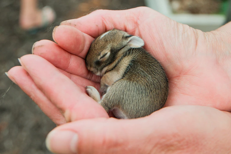 A tiny baby rabbit sleeps in cupped hands.