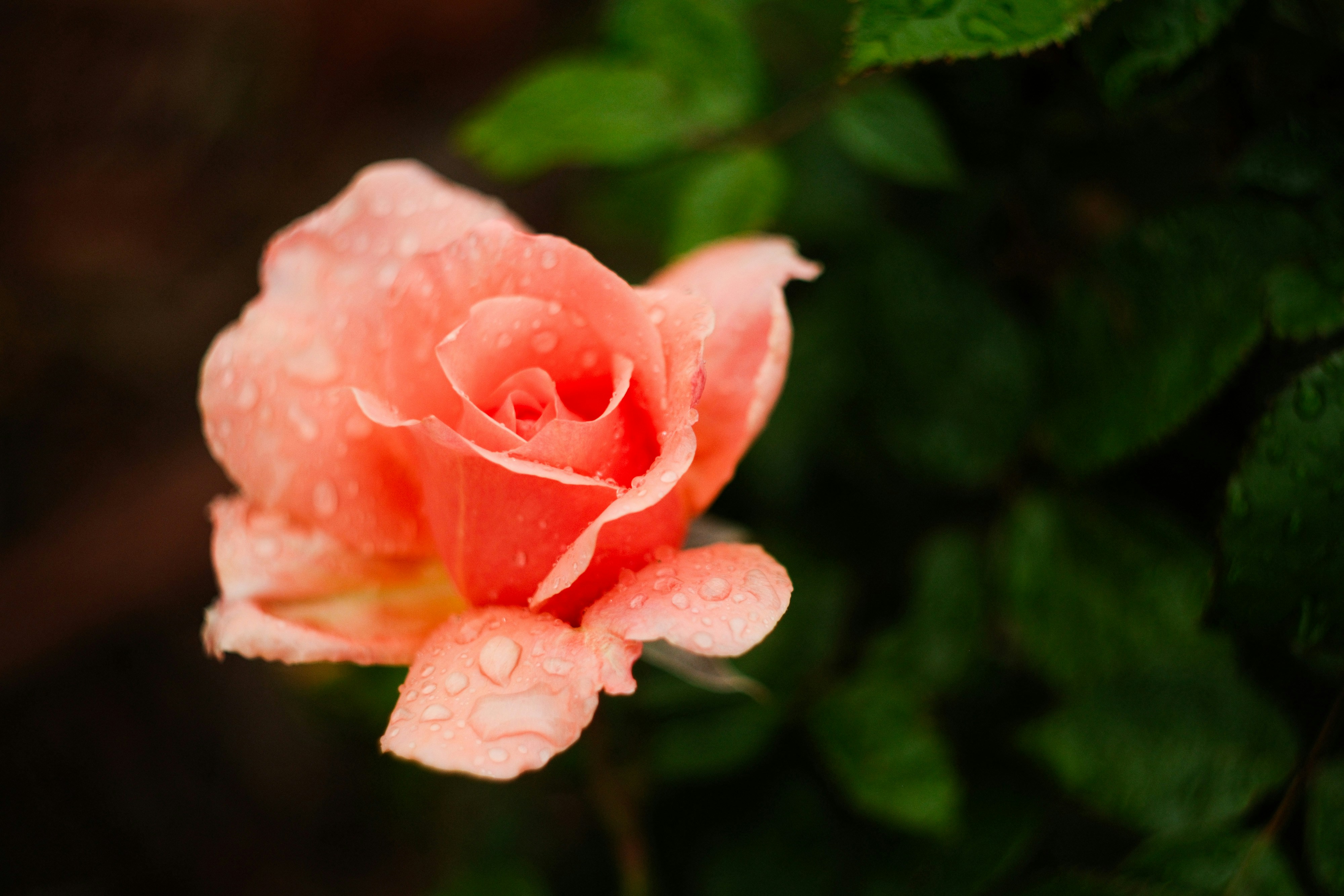 Photo by consoledotlog