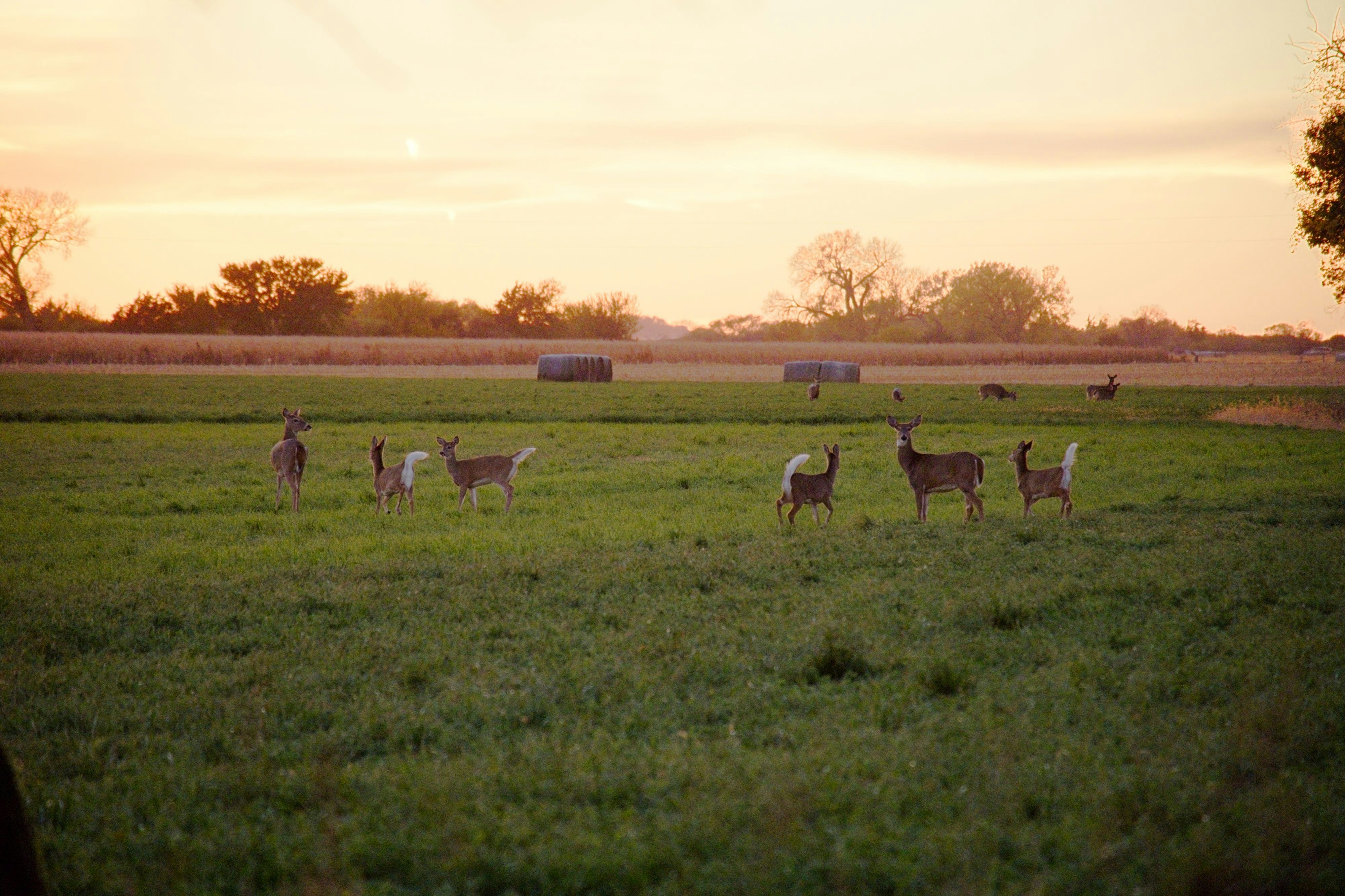 Photo by consoledotlog