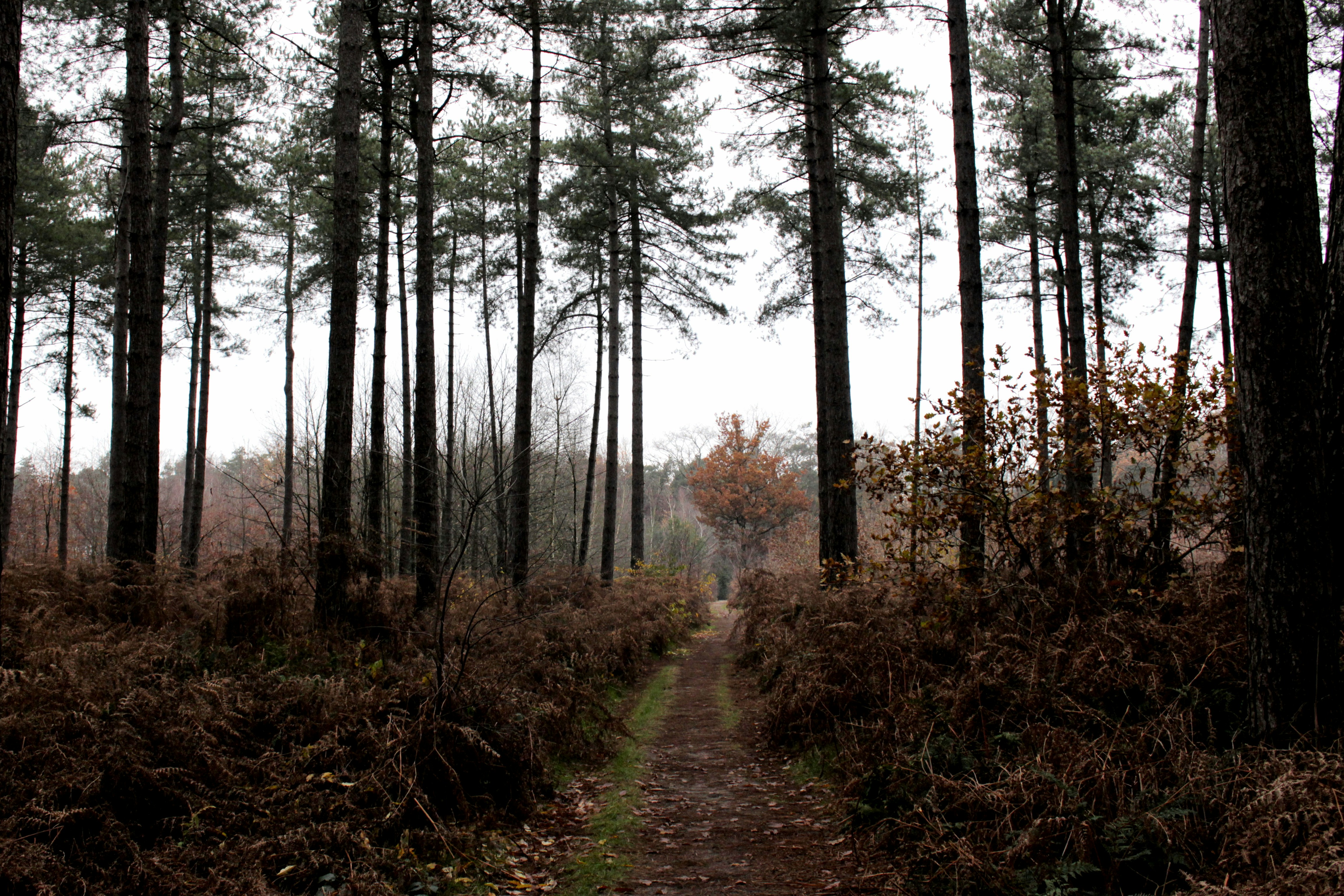 Photo by robin_vintevogel