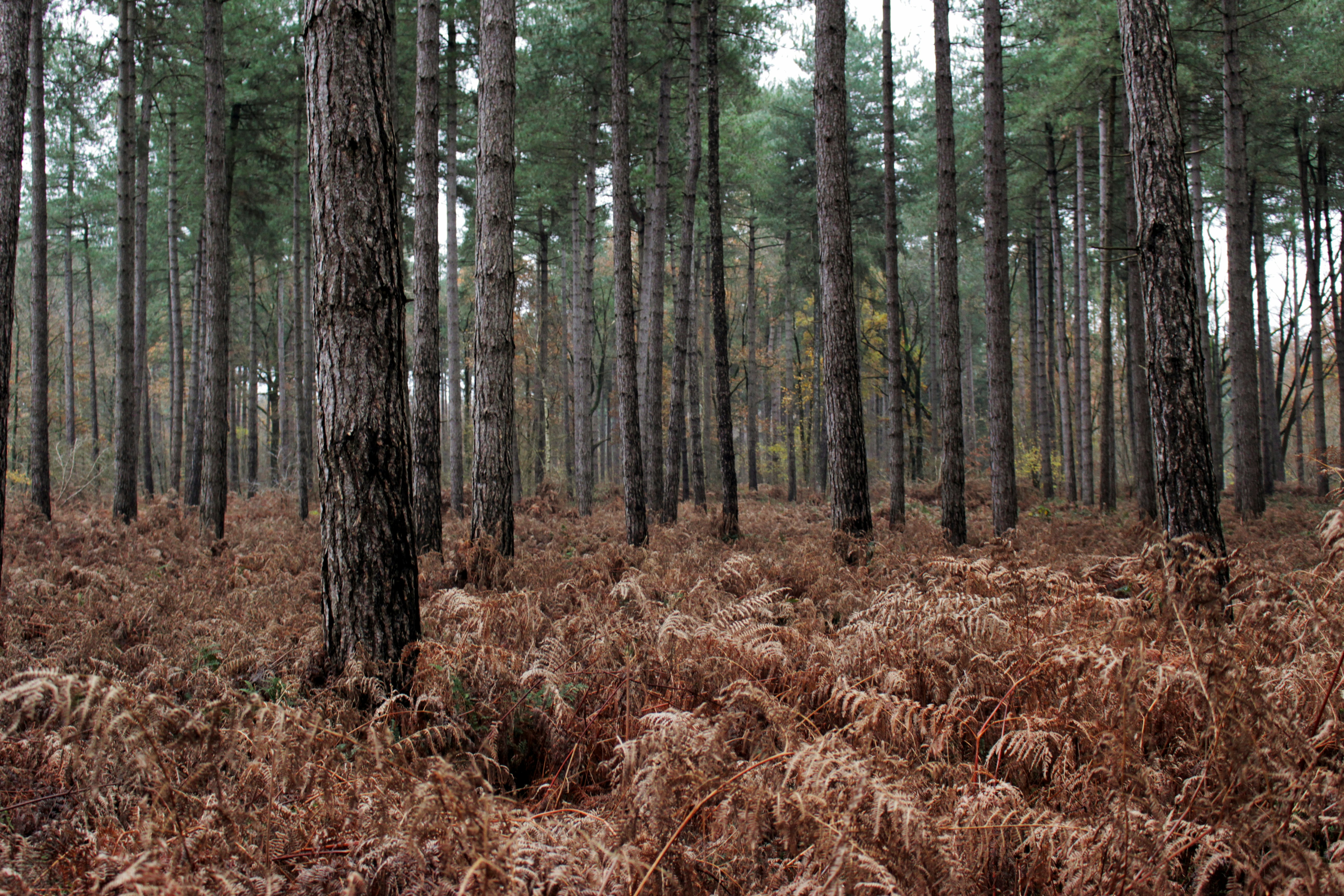 Photo by robin_vintevogel