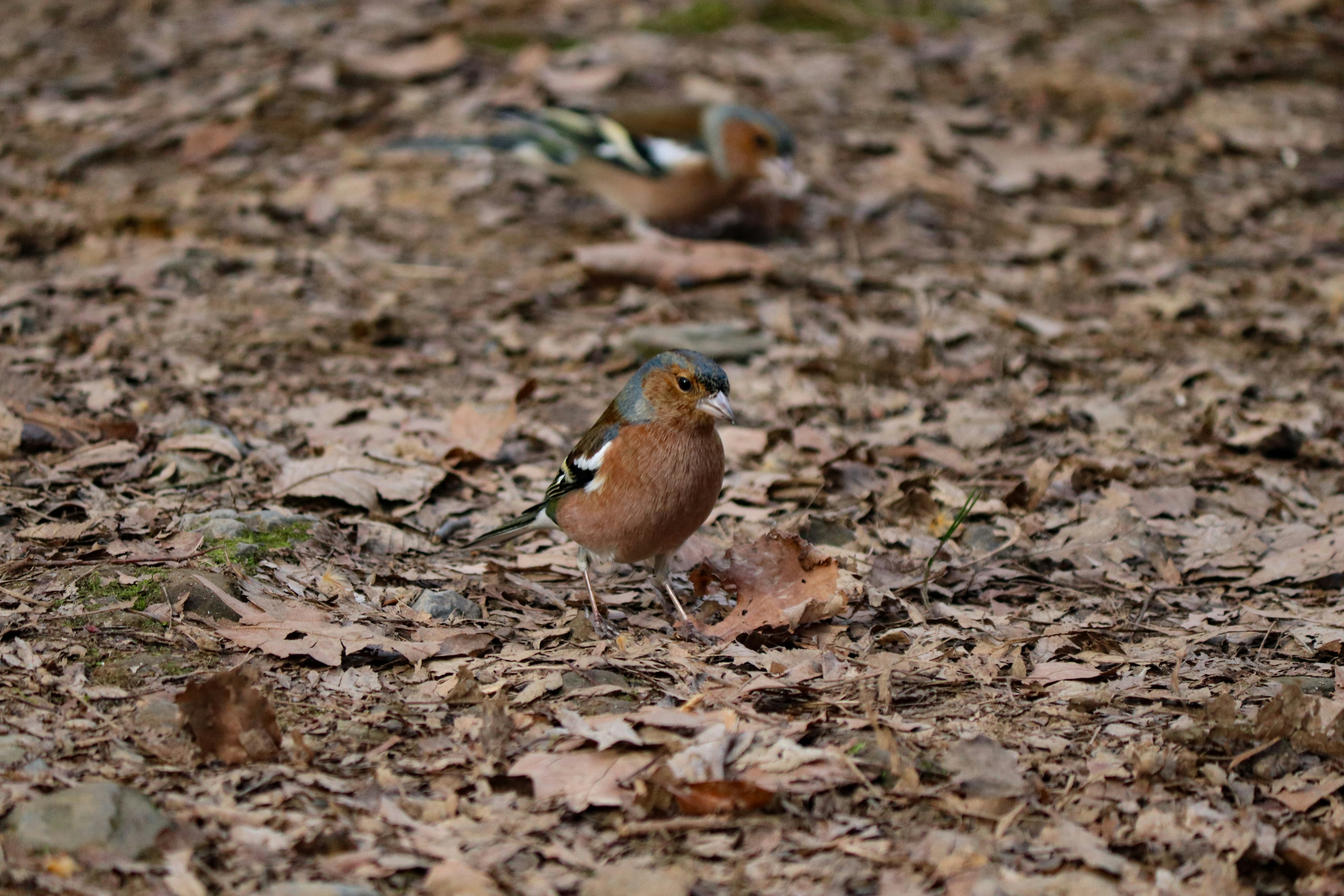 Photo by scentof_ascene