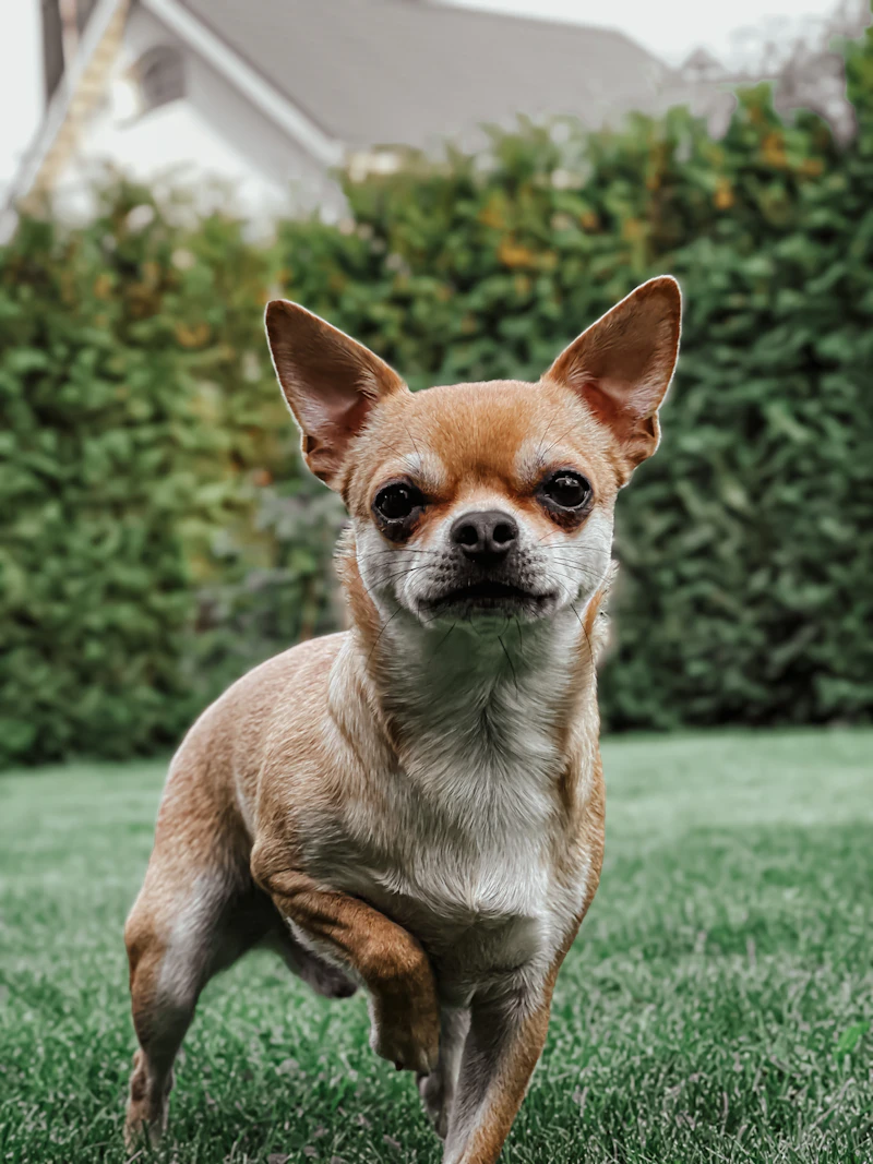 Fotografie: un chihuahua mic, bej, pe iarbă verde