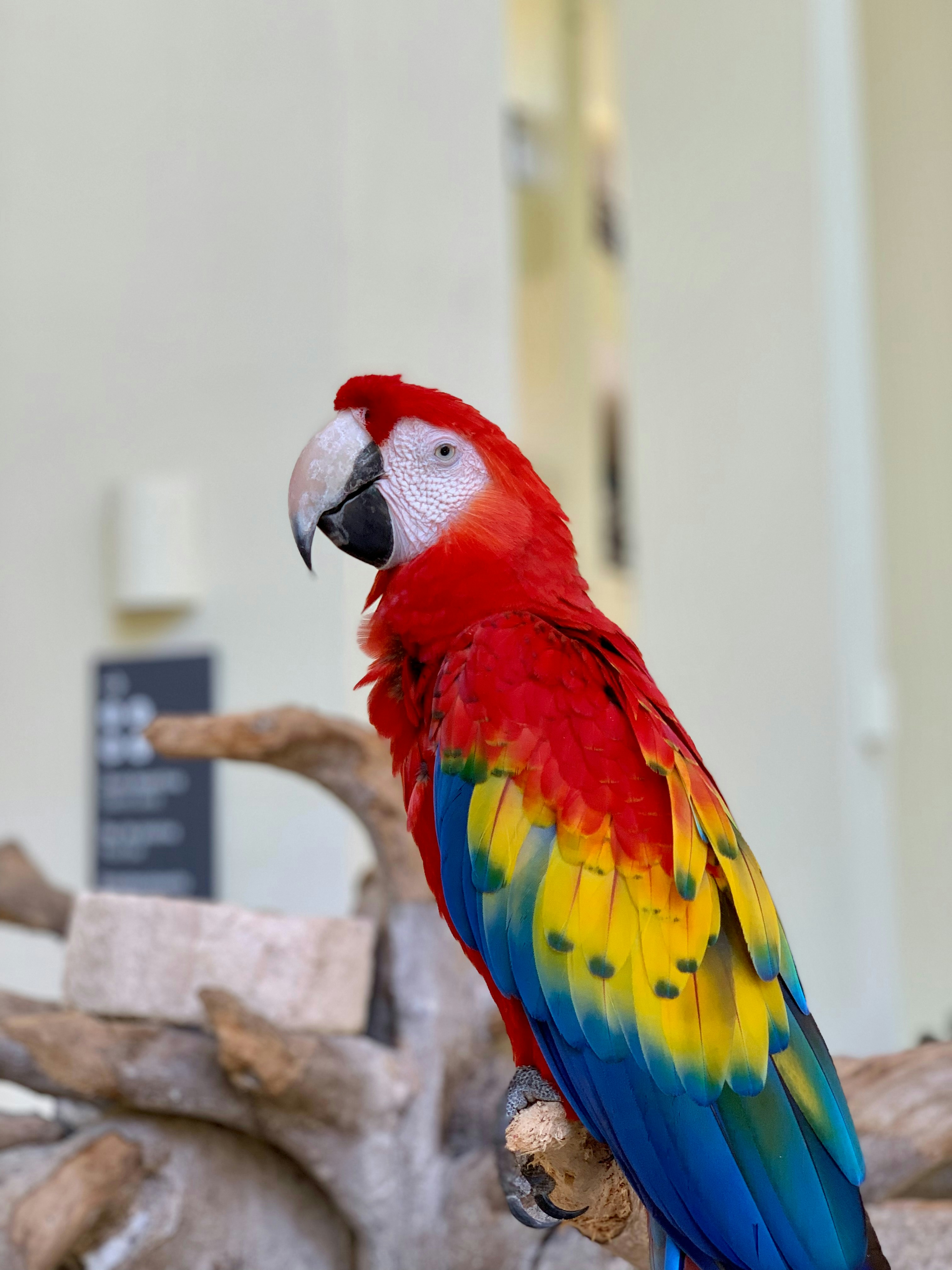 A colorful scarlet macaw parrot perched on a branch.