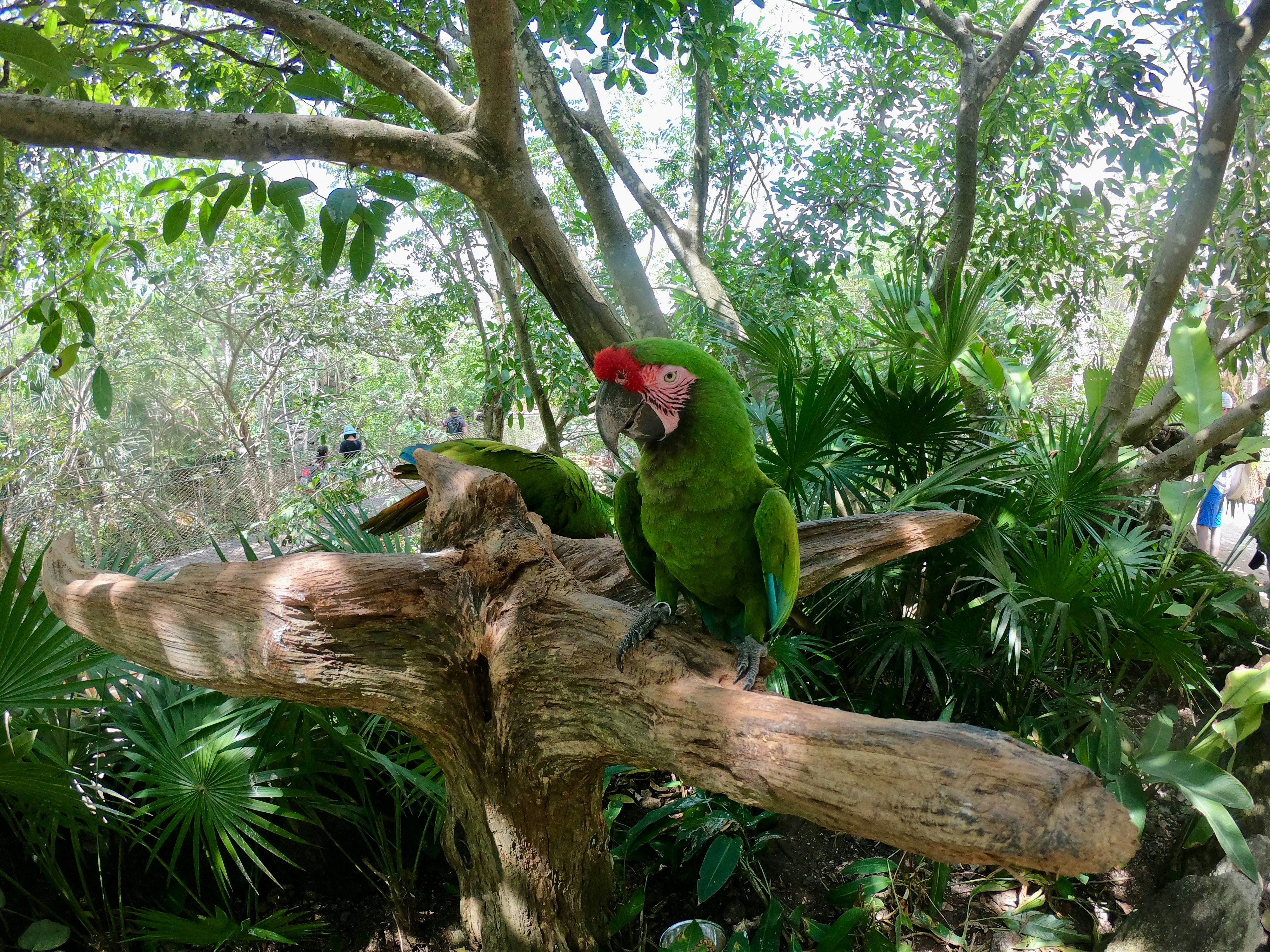 Two green parrots perched on a tree branch.