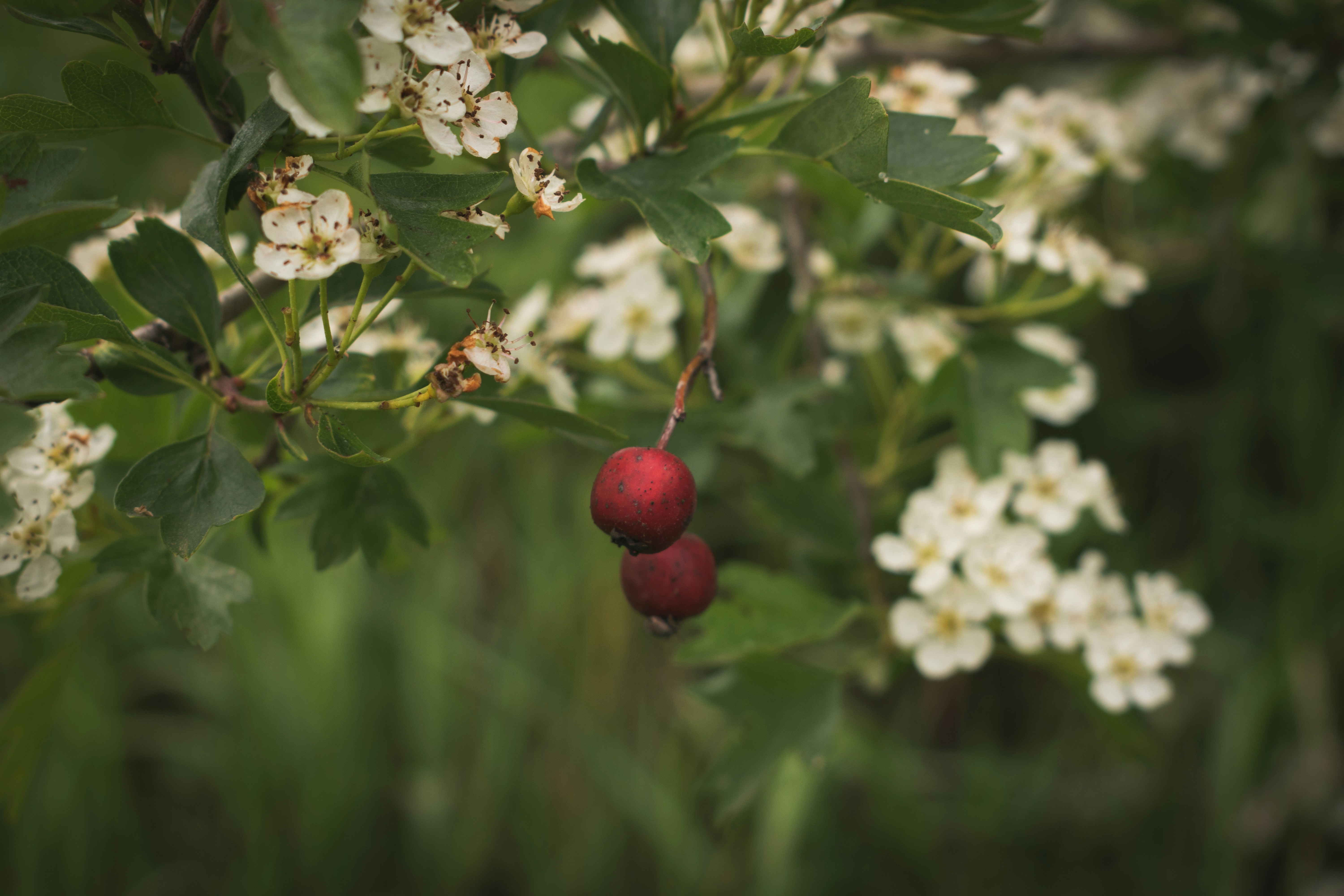 Red berries and white flowers on a branch