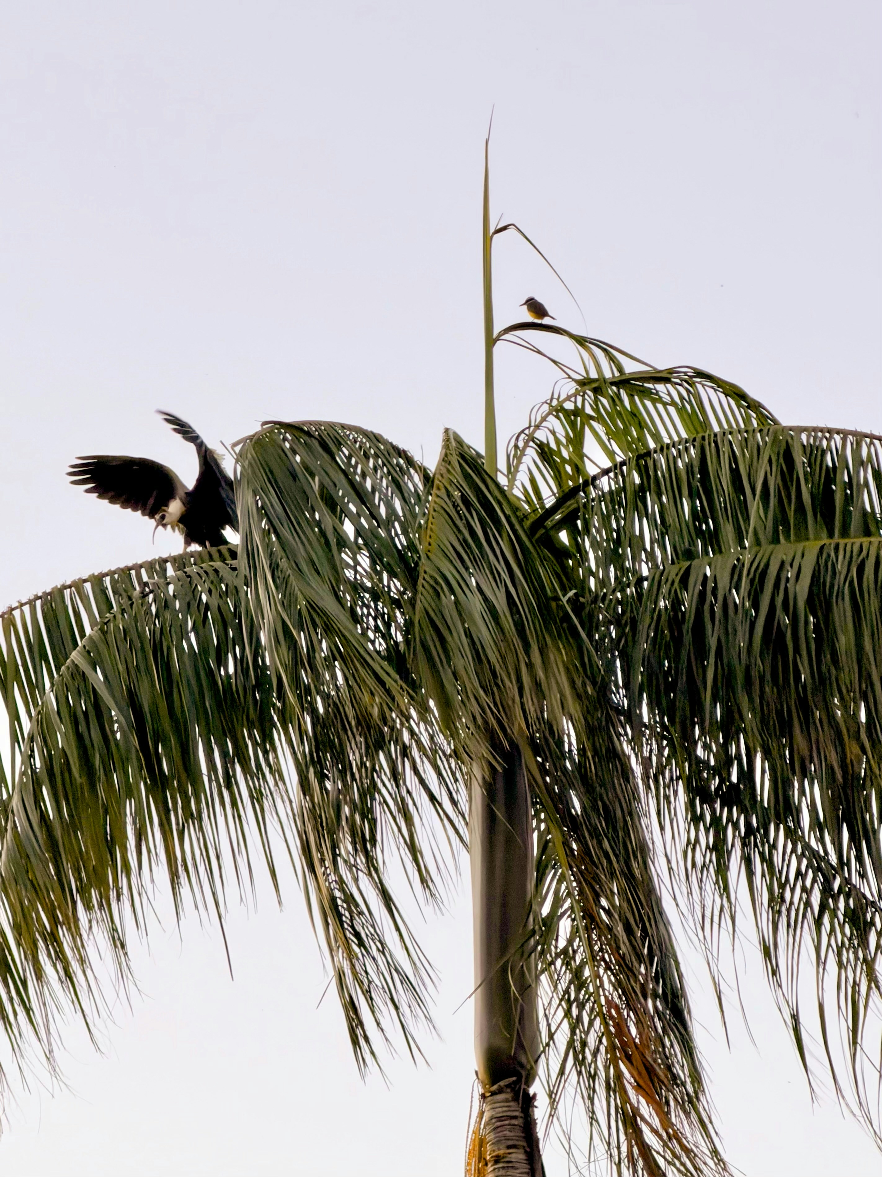 Eagle on a palm tree with a bird