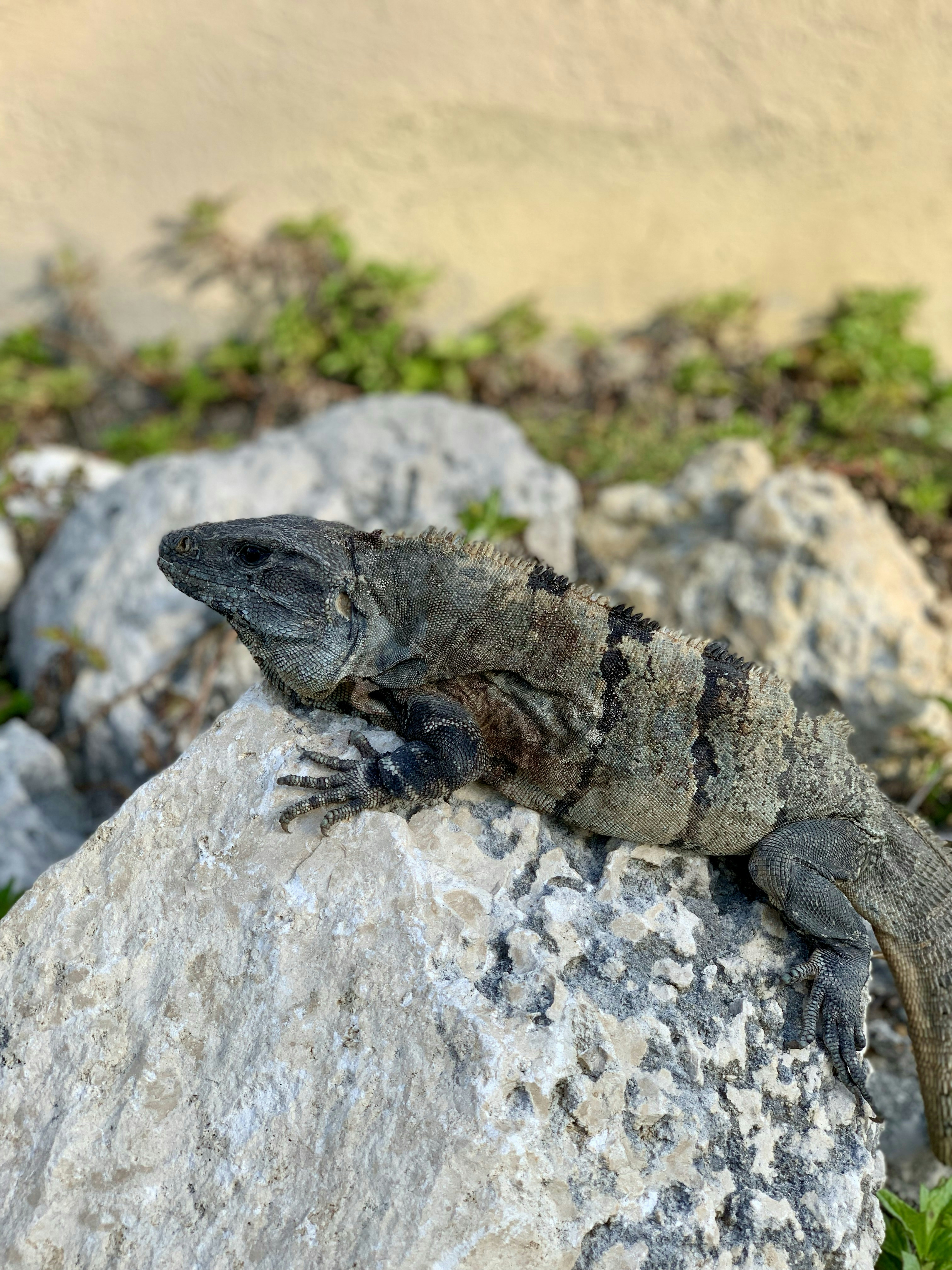 A gray iguana rests on a large rock.