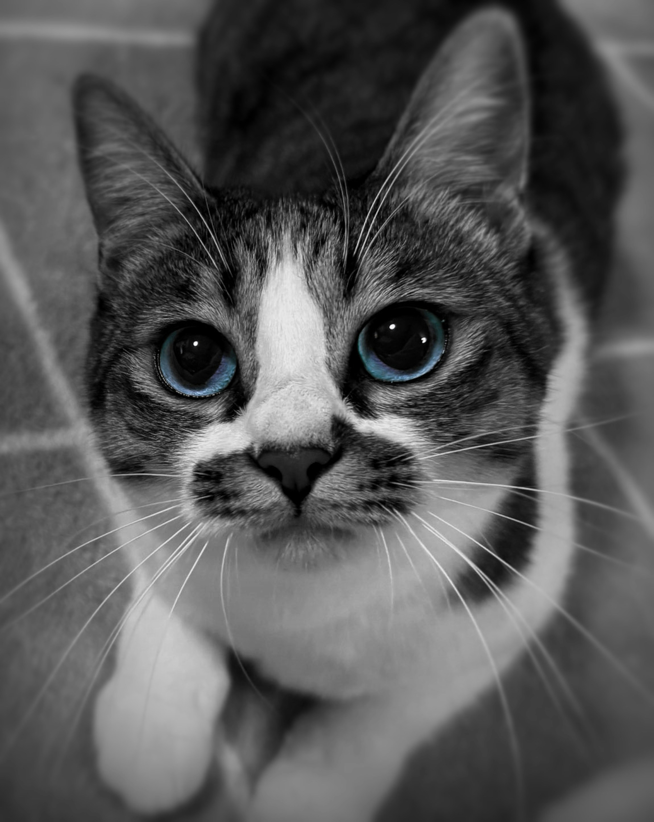 Photo by rgaconceptcat