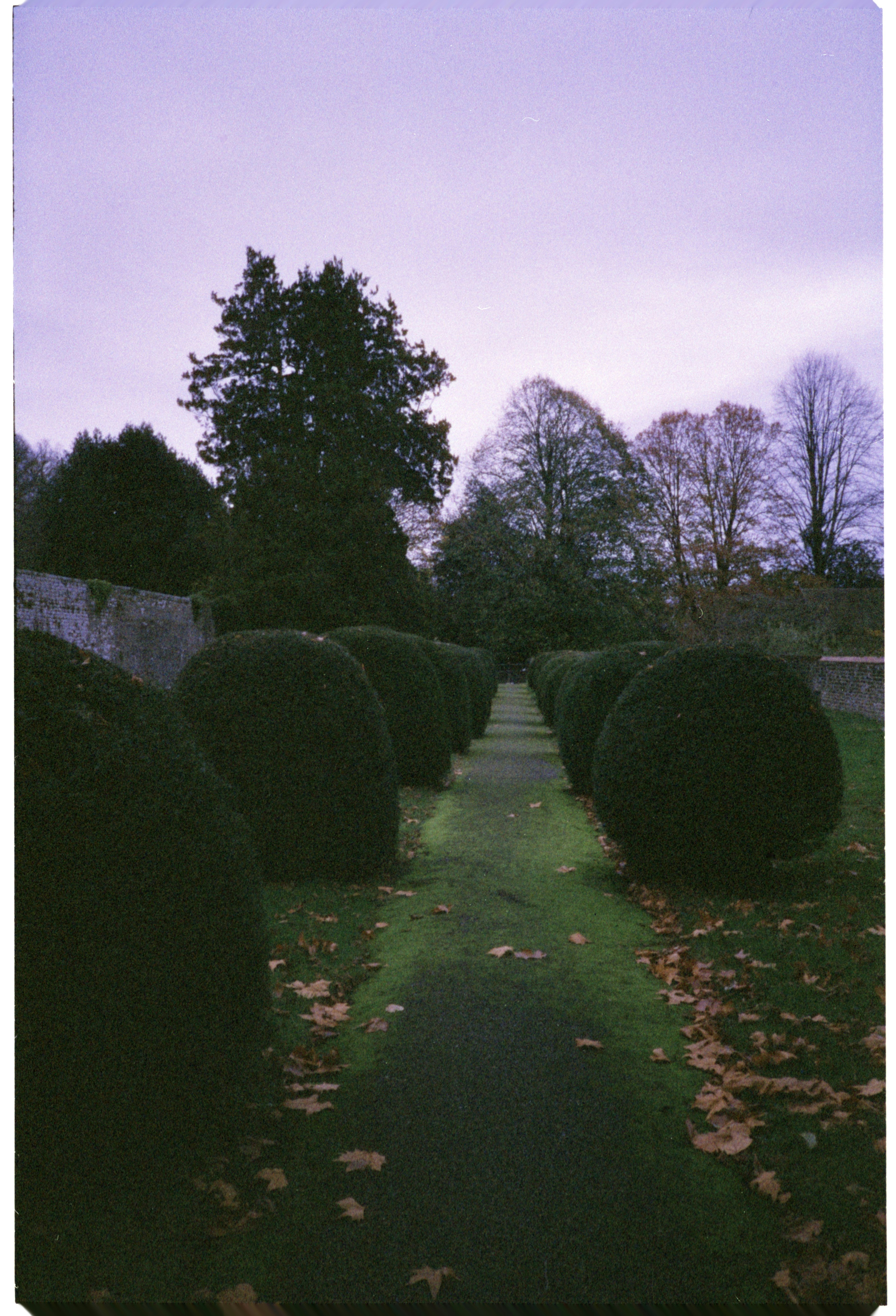 Un sendero a través de un jardín con arbustos cuidados.