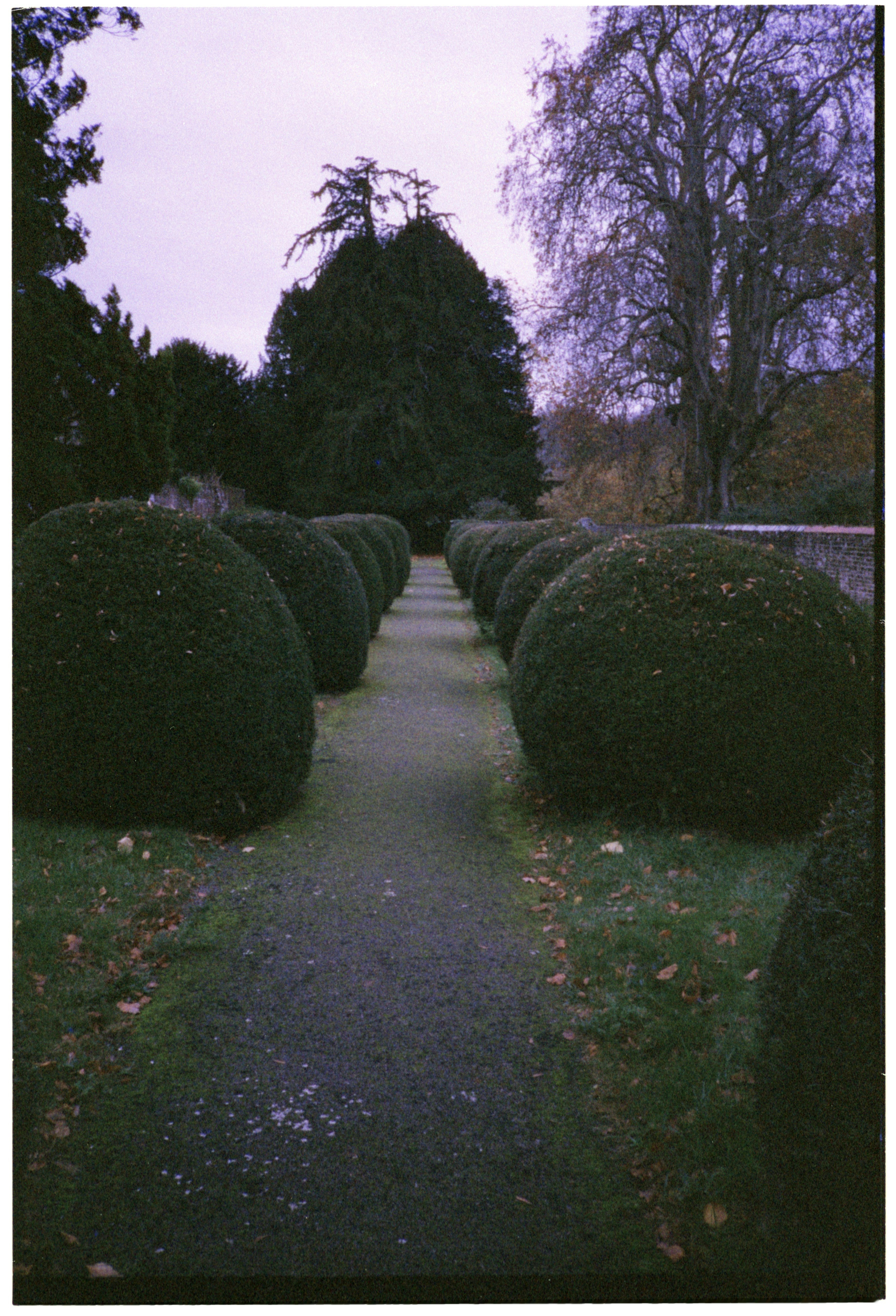 Un sendero de jardín bordeado de arbustos redondeados y cónicos.