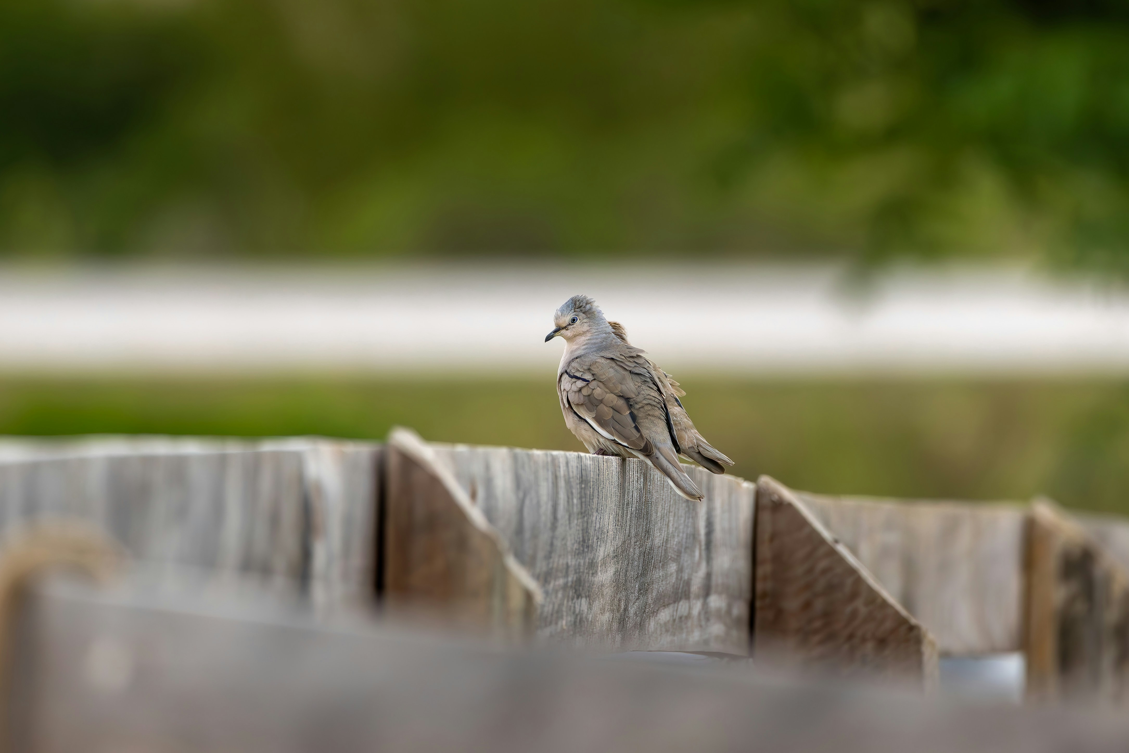 Photo by matheuskprot